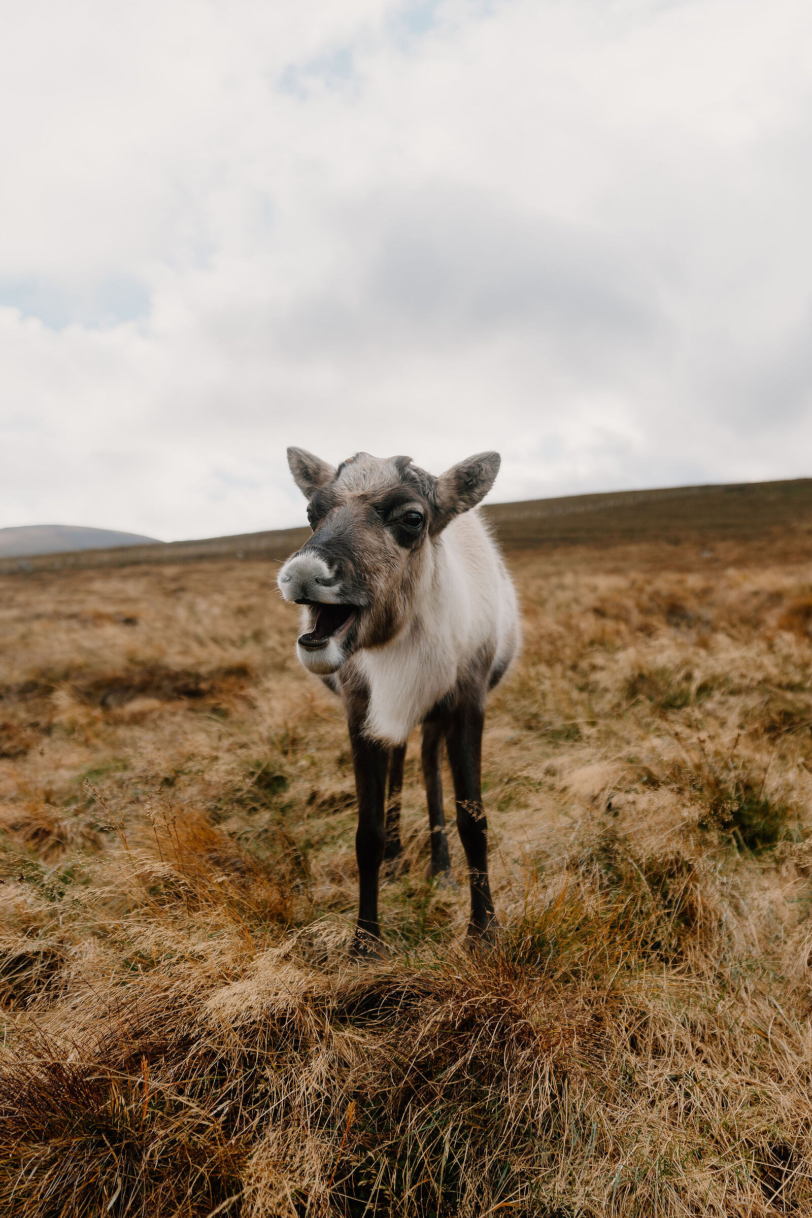 A young reindeer stands alone in open moorland, mouth open and hills rising behind.