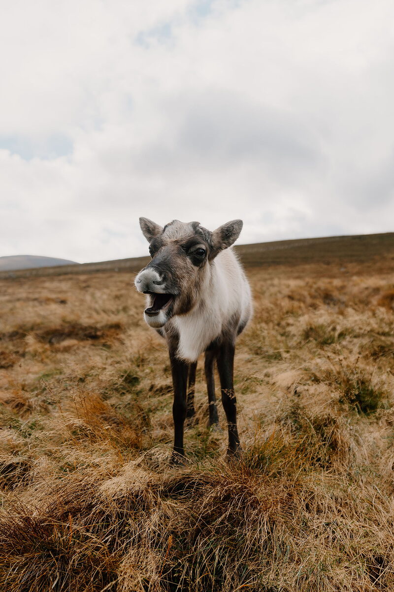 Cairngorm Reindeer Centre