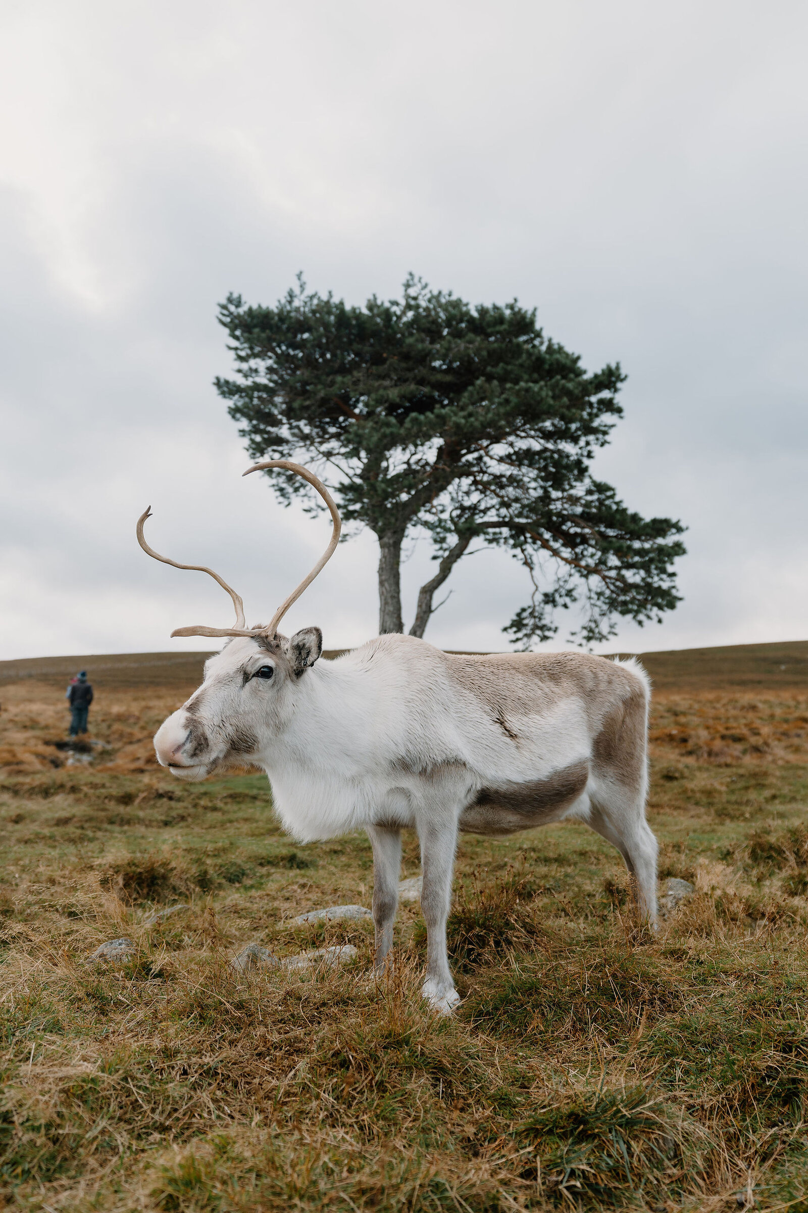 A reindeer with curved antlers stands in open moorland before a lone pine tree, a person visible far in the background.