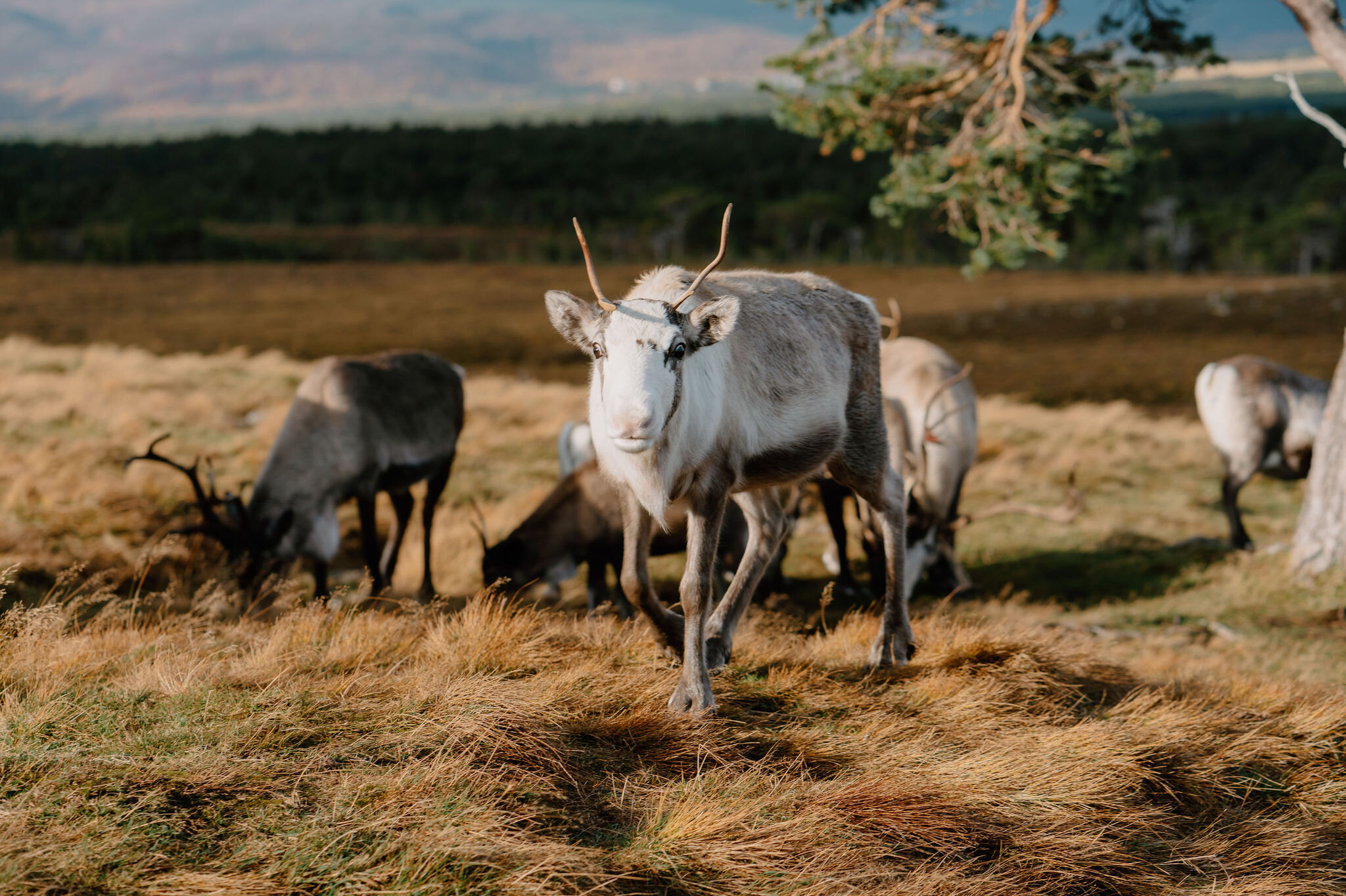 The reindeer, the Cairngorm funicular and Loch Morlich