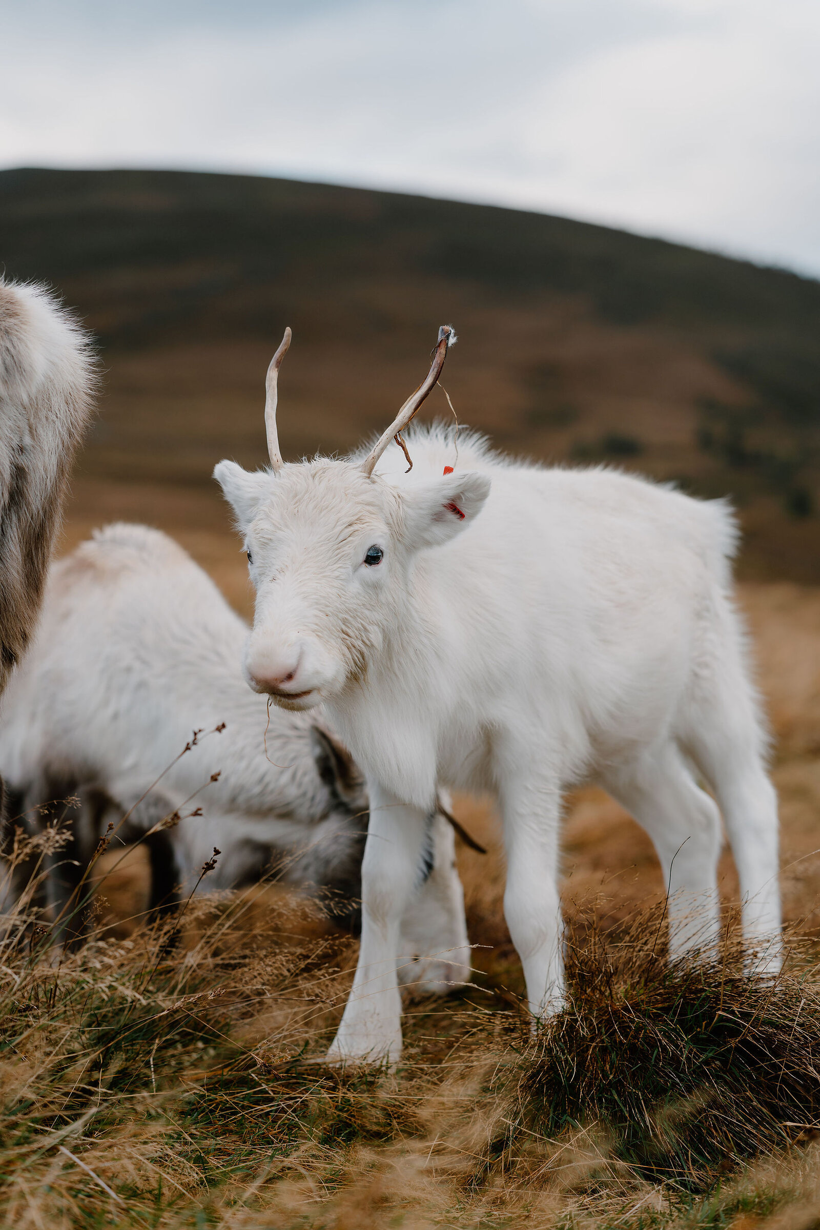 A white reindeer calf with small antlers stands among the herd on golden moorland grass, hills fading into haze behind.