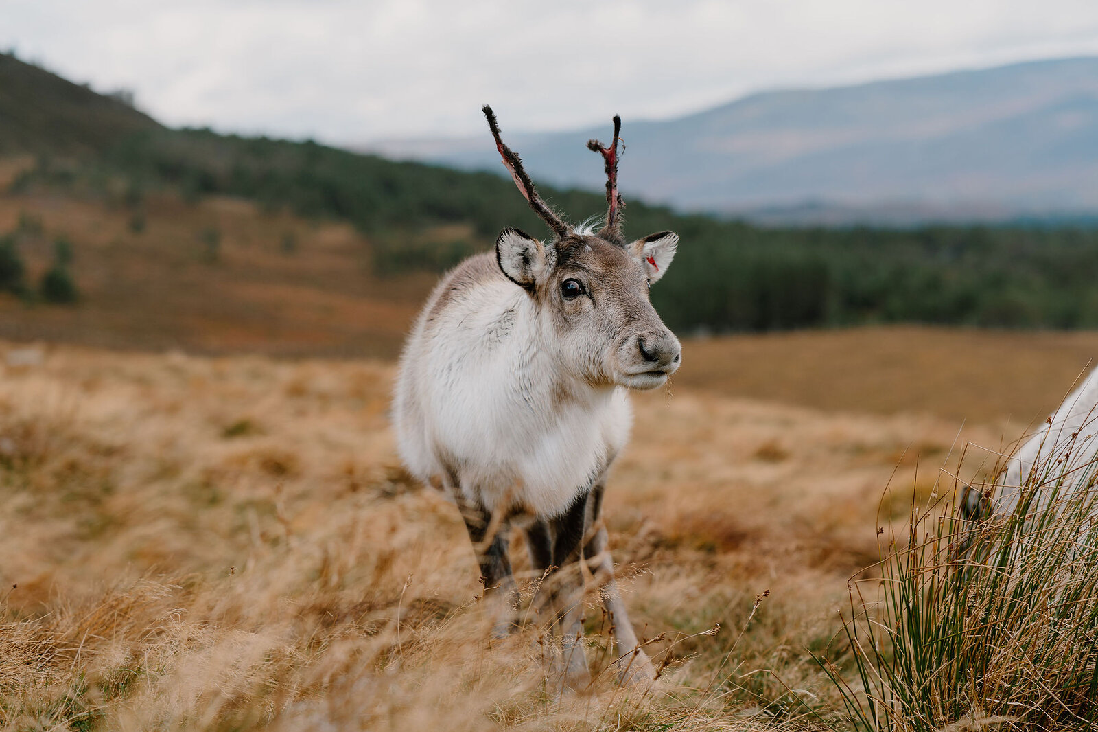 A reindeer calf with small velvet antlers stands close to the camera, moorland and hills spreading behind.