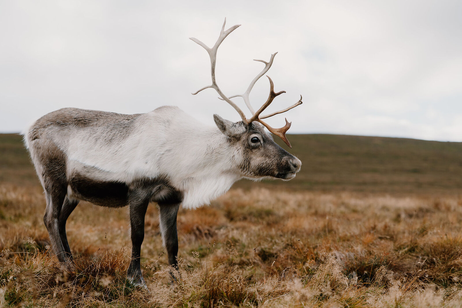 A reindeer with tall branching antlers stands in profile on golden moorland grass, hills fading into haze behind.