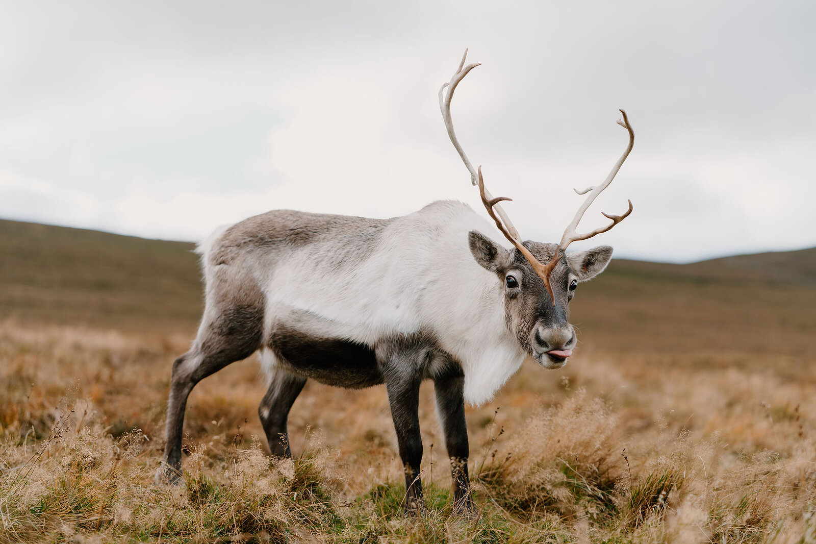 A reindeer with wide branching antlers stands facing the camera on golden moorland, hills fading into the distance.