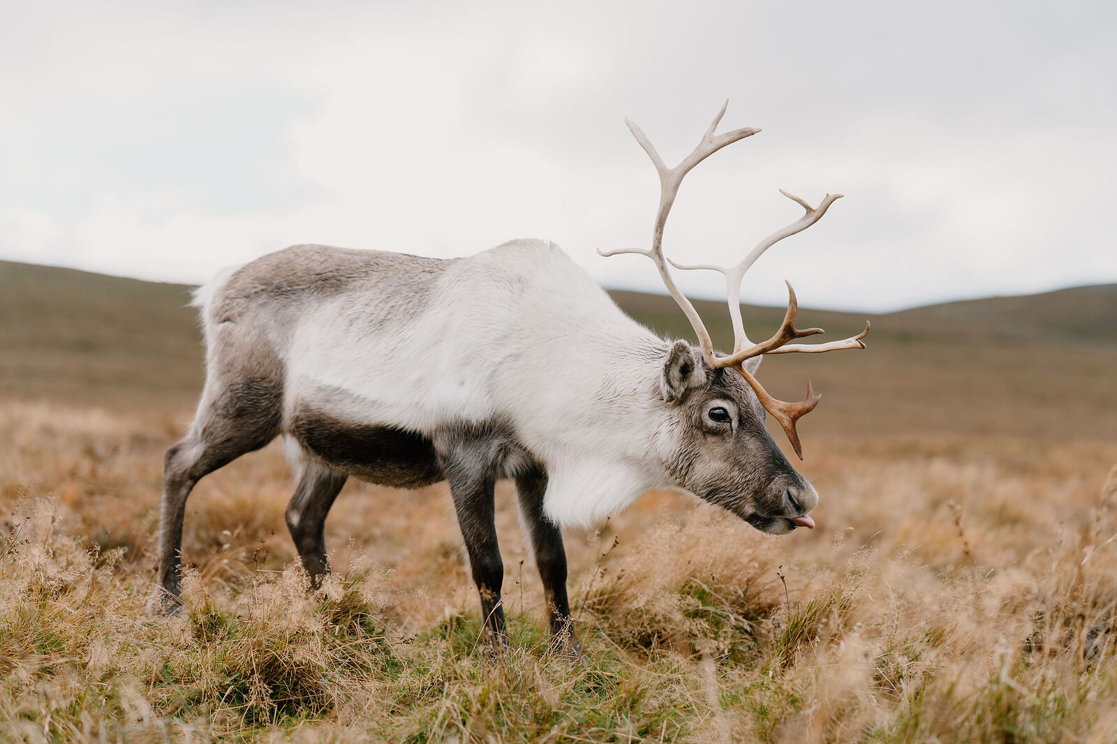 A reindeer with wide branching antlers grazes in profile on golden moorland, hills rising softly behind.