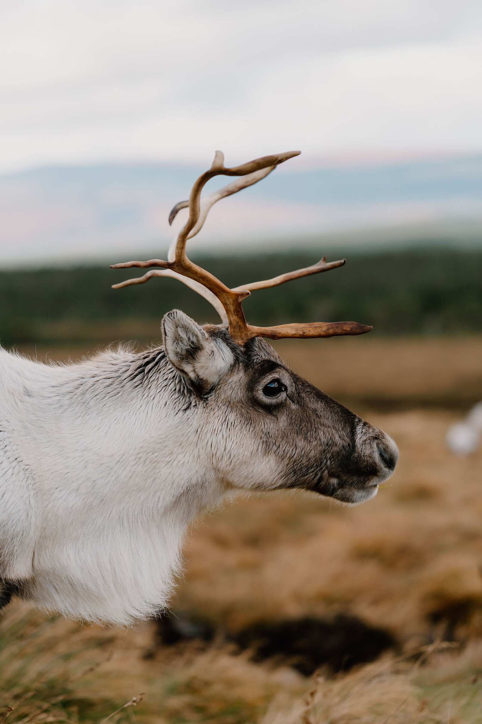 A reindeer's head fills the frame in close profile, tall branching antlers rising against a hazy hillside.
