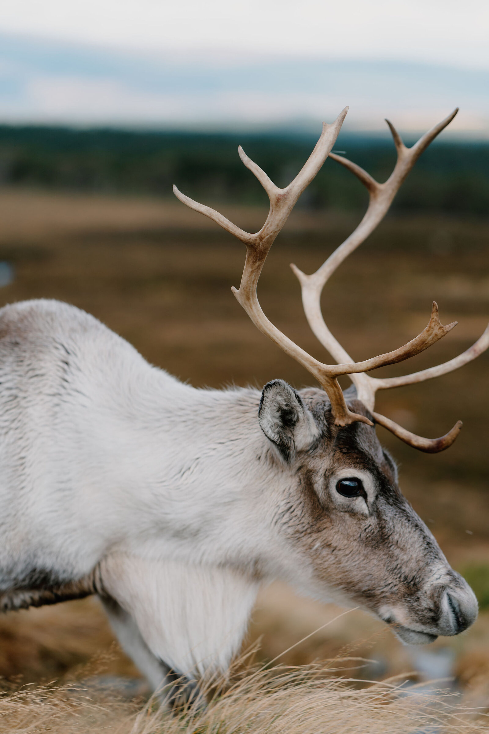 A reindeer's head fills the frame in close profile, tall branching antlers rising against a blurred moorland horizon.