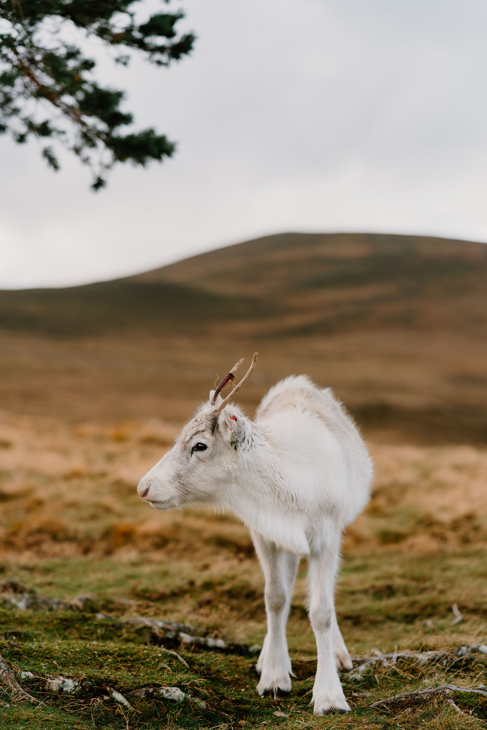 A reindeer calf stands beneath a pine branch, its head turned to one side against a hazy hillside.