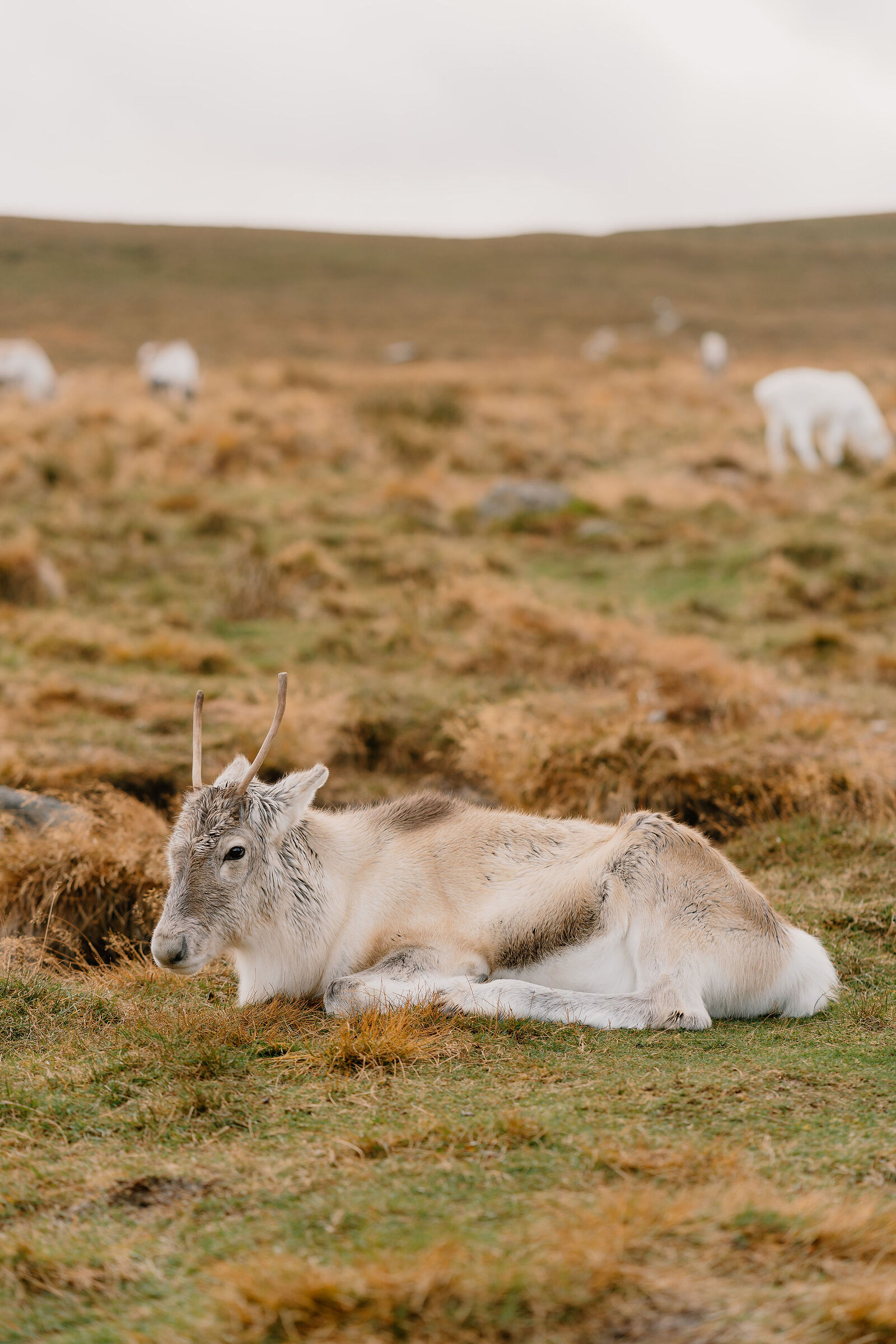 A reindeer calf rests on the grass, its antlers small and velvet-covered, more of the herd grazing softly out of focus behind.