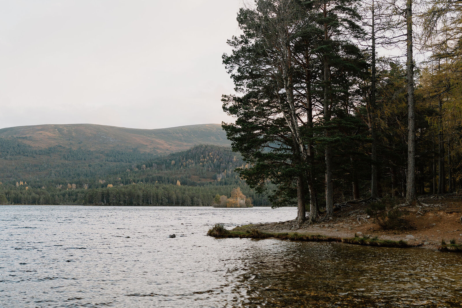 A gnarled old pine tree stands among straight pine trunks on a sandy loch shore, water visible through the trees on both sides.