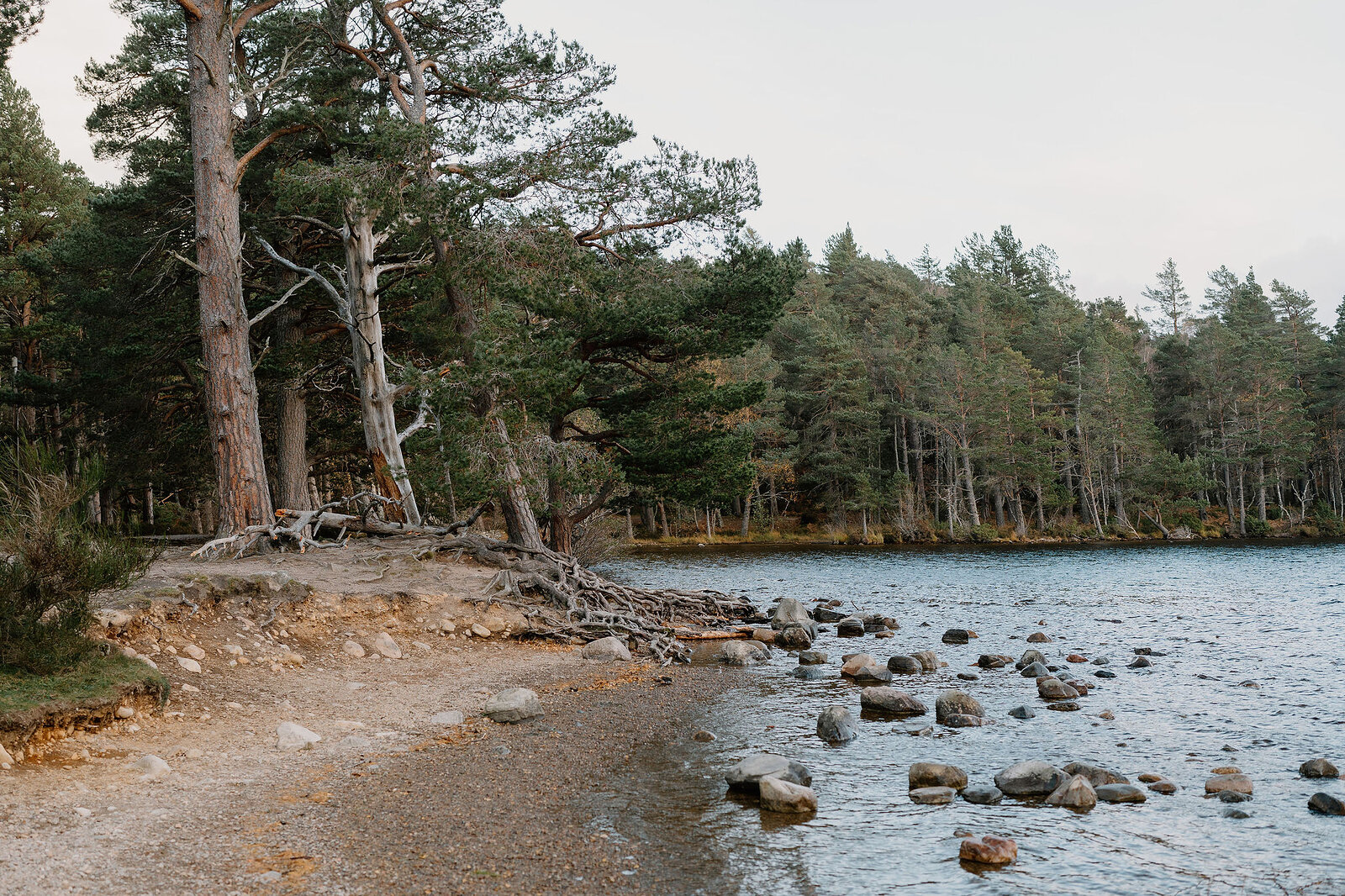 A gnarled old pine with exposed roots stands over a pebble shore, pine woodland lining the loch beyond.