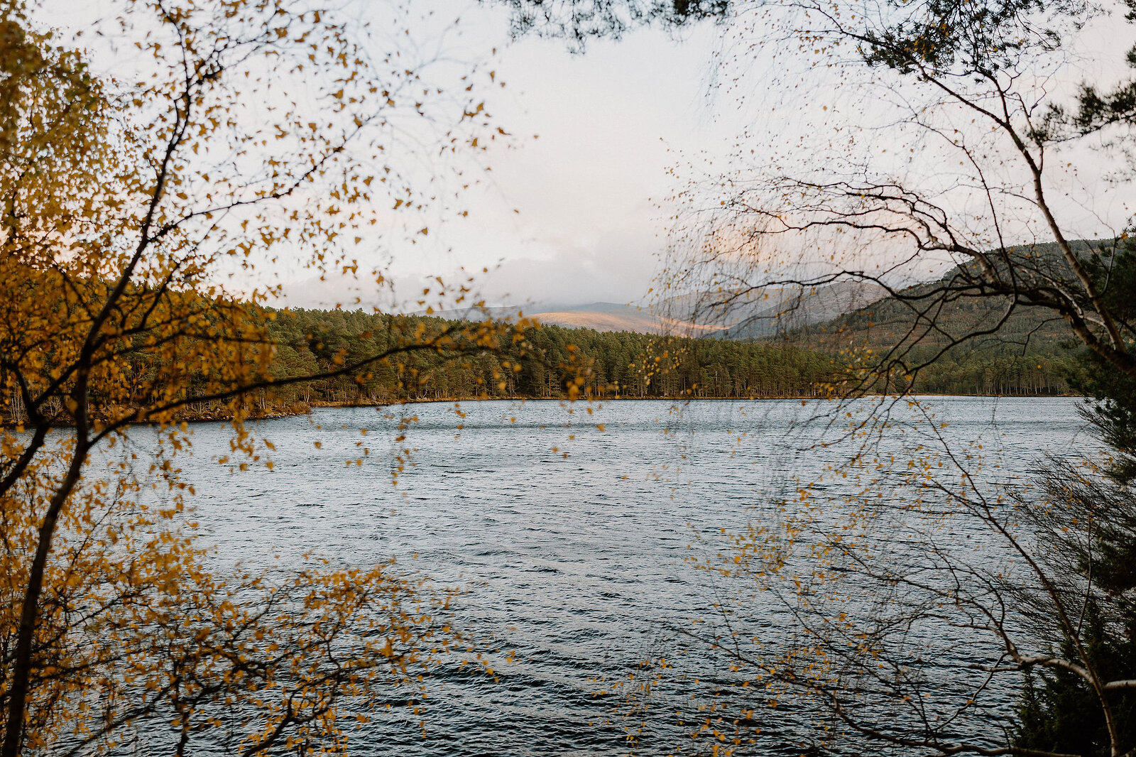 A green loch is seen through a screen of golden autumn birch branches, hills fading into the distance beyond.