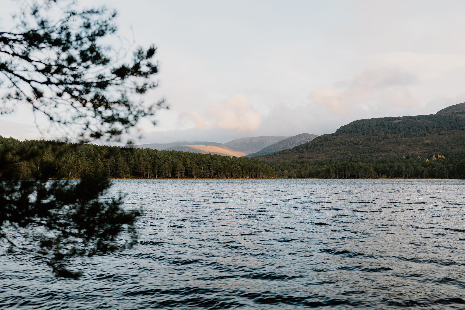 A loch stretches towards forested hills, a pine branch framing the view from the near shore.