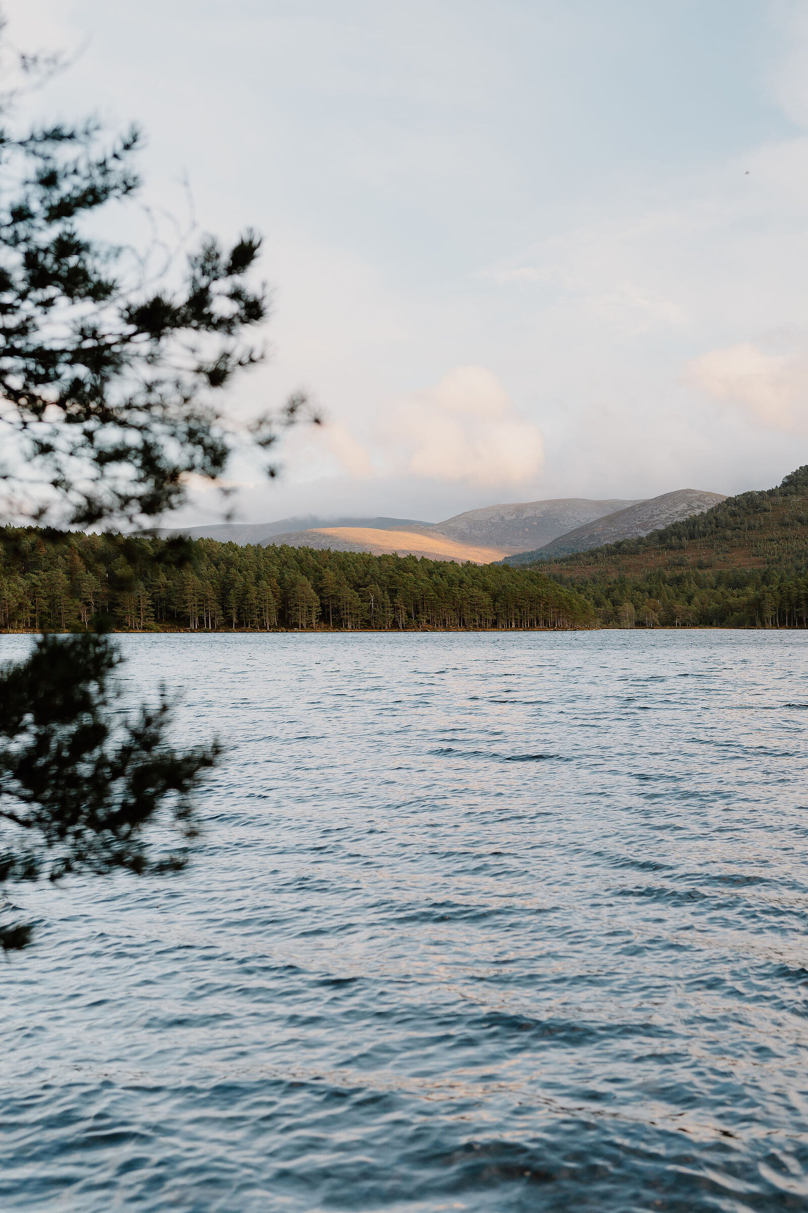 A loch stretches towards forested hills lit by a patch of evening sun, a pine branch framing the near shore.