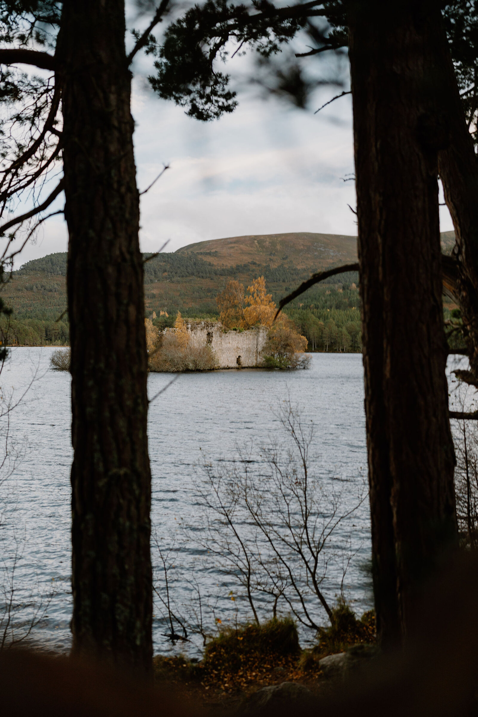A ruined castle on a small island is framed between pine trunks, autumn colour showing among the trees around it.