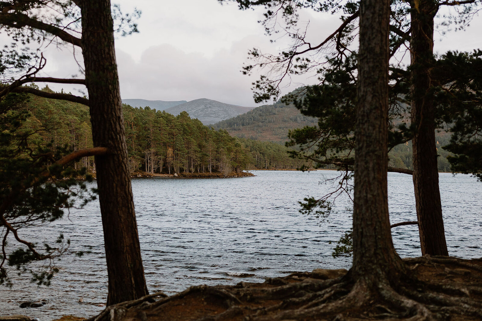 A loch is framed between pine trunks, a wooded peninsula reaching into the still water.