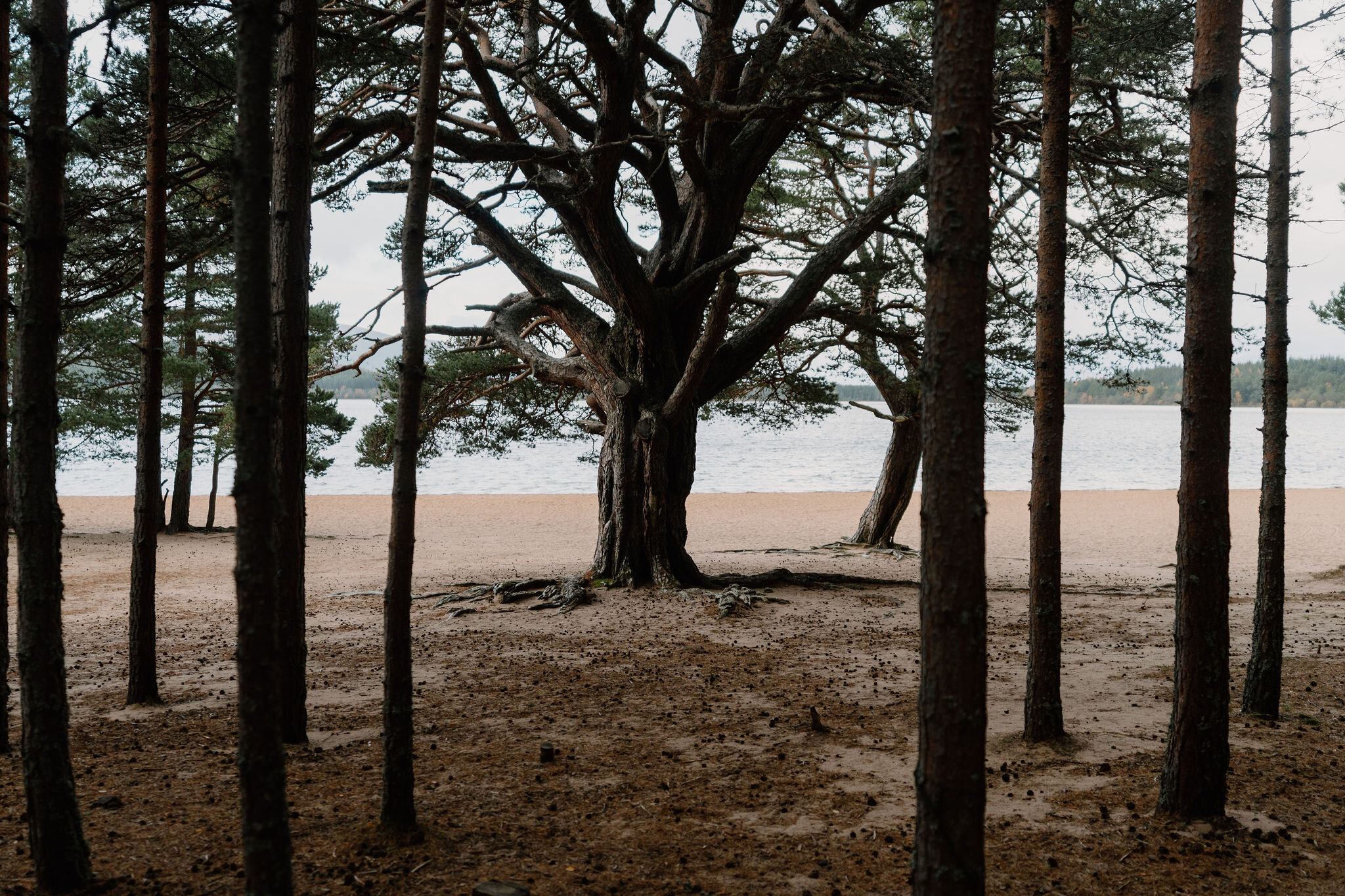 A large gnarled Scots pine stands on a sandy loch beach, straight pine trunks framing the view of the water beyond.