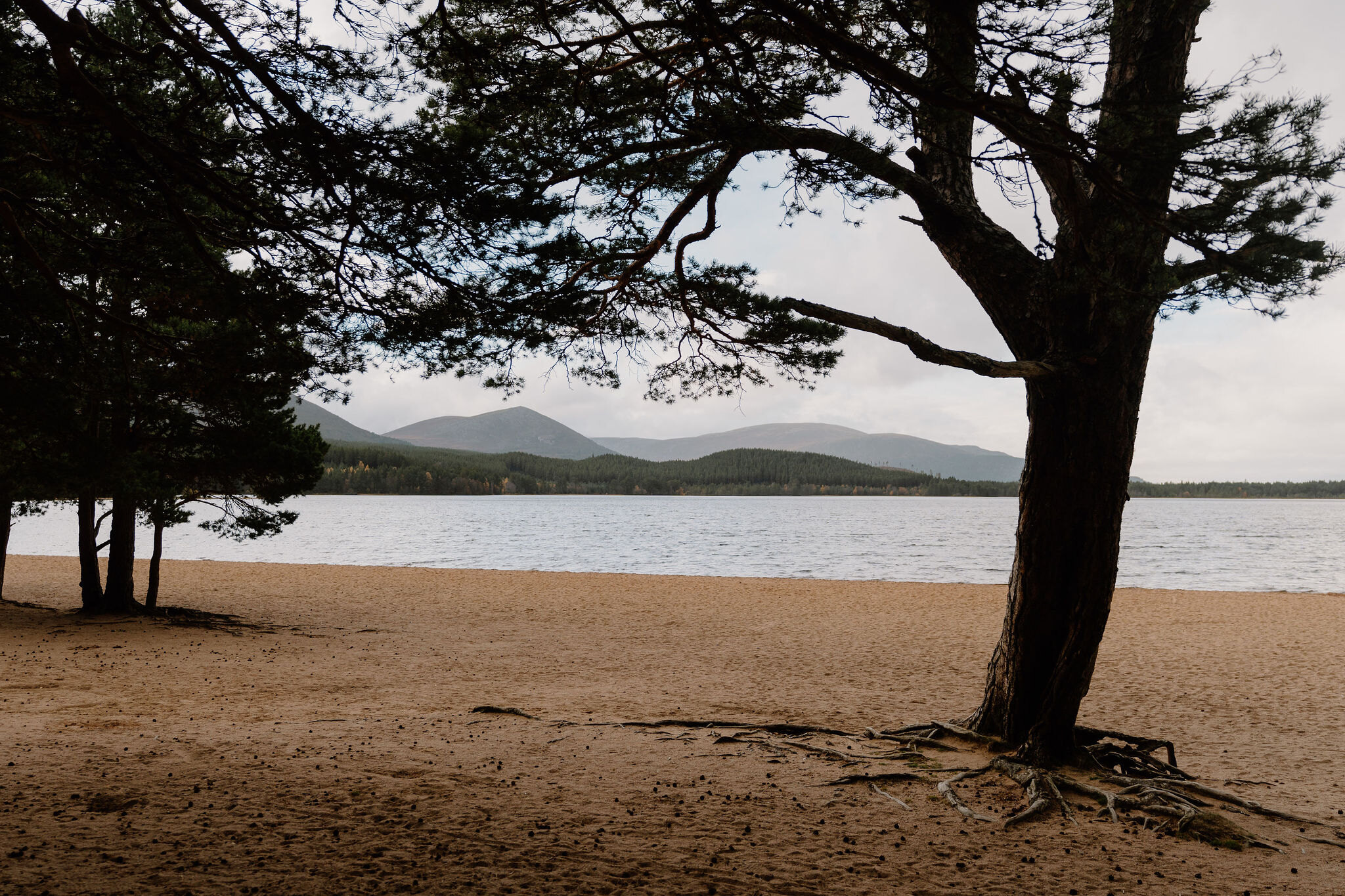Loch Morlich's sandy beach and the hills beyond, through the Glenmore pines.