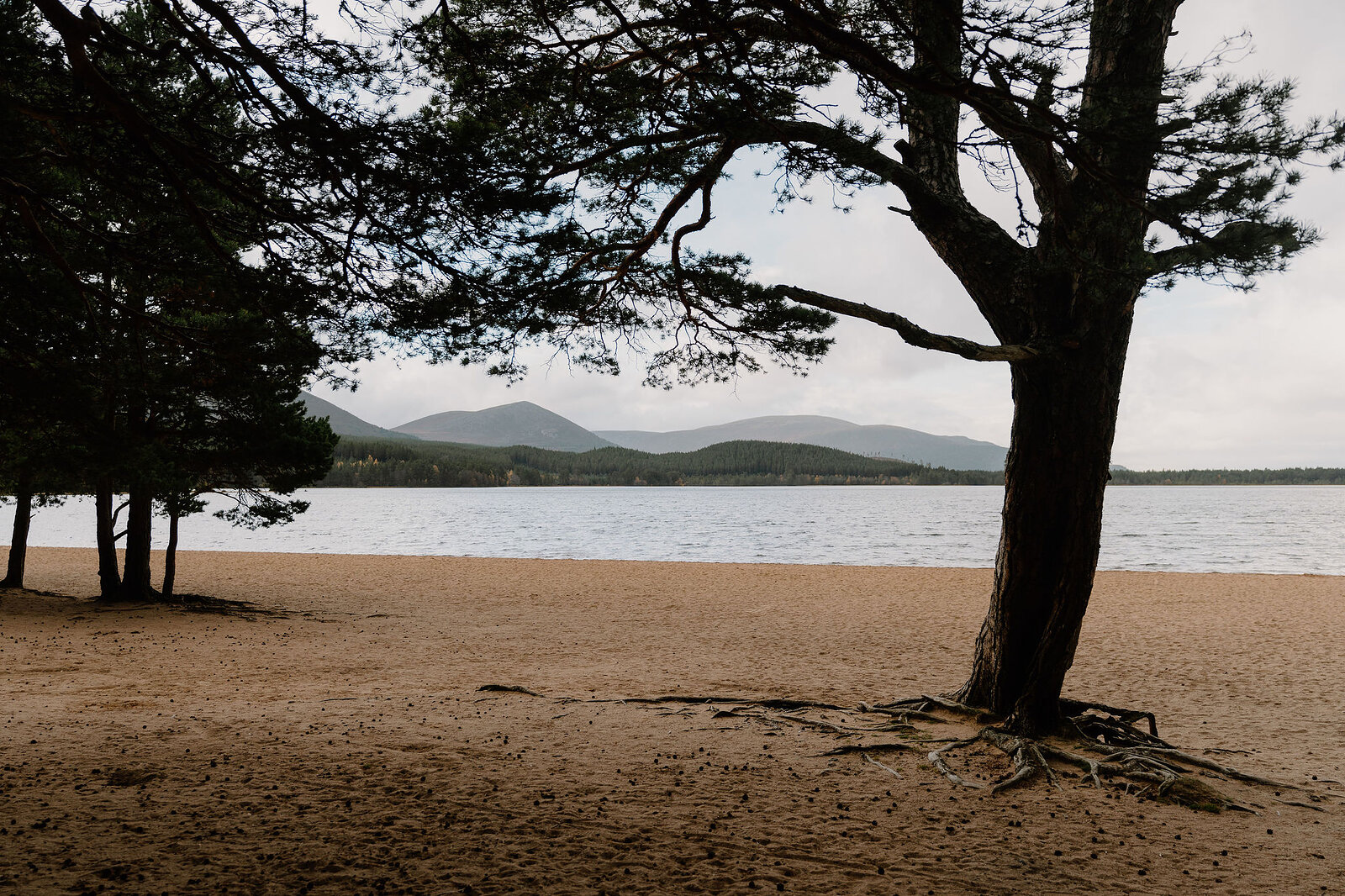 A pine tree with exposed roots stands on a sandy Loch Morlich beach, hills visible across the still water.