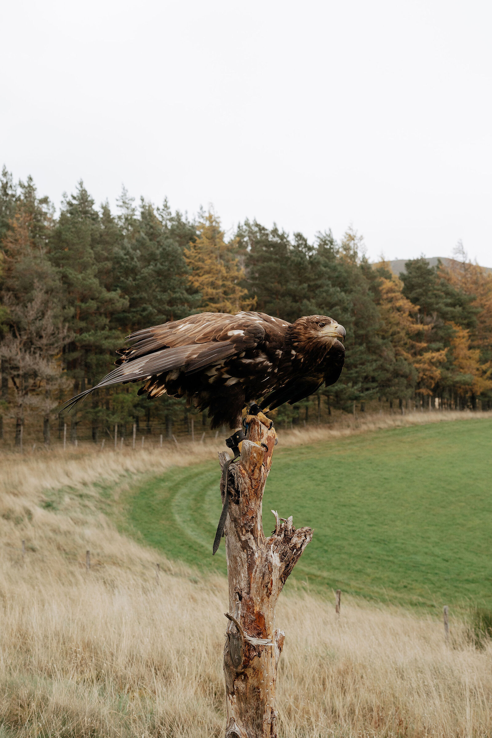 A golden eagle grips a broken tree stump with its talons, wings folded and pine and larch woodland behind.