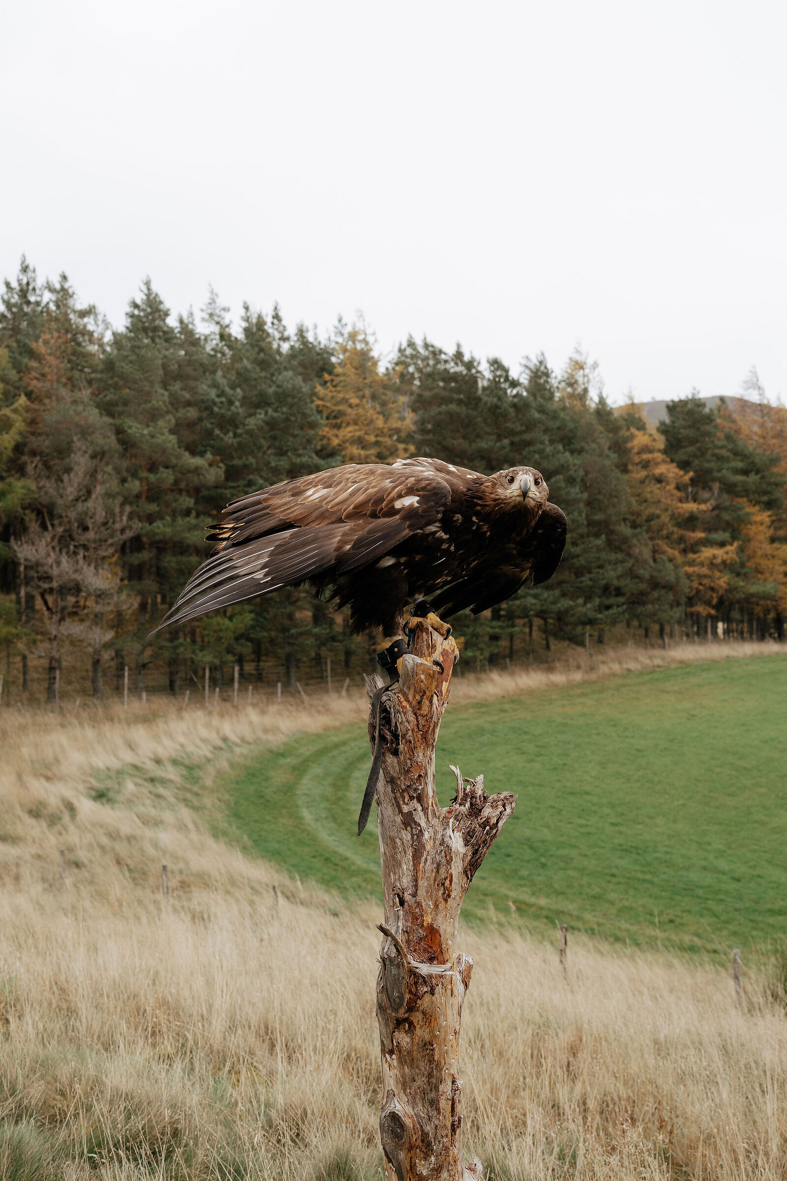 A golden eagle preens on a weathered wooden post, pine forest and a grassy field stretching behind.