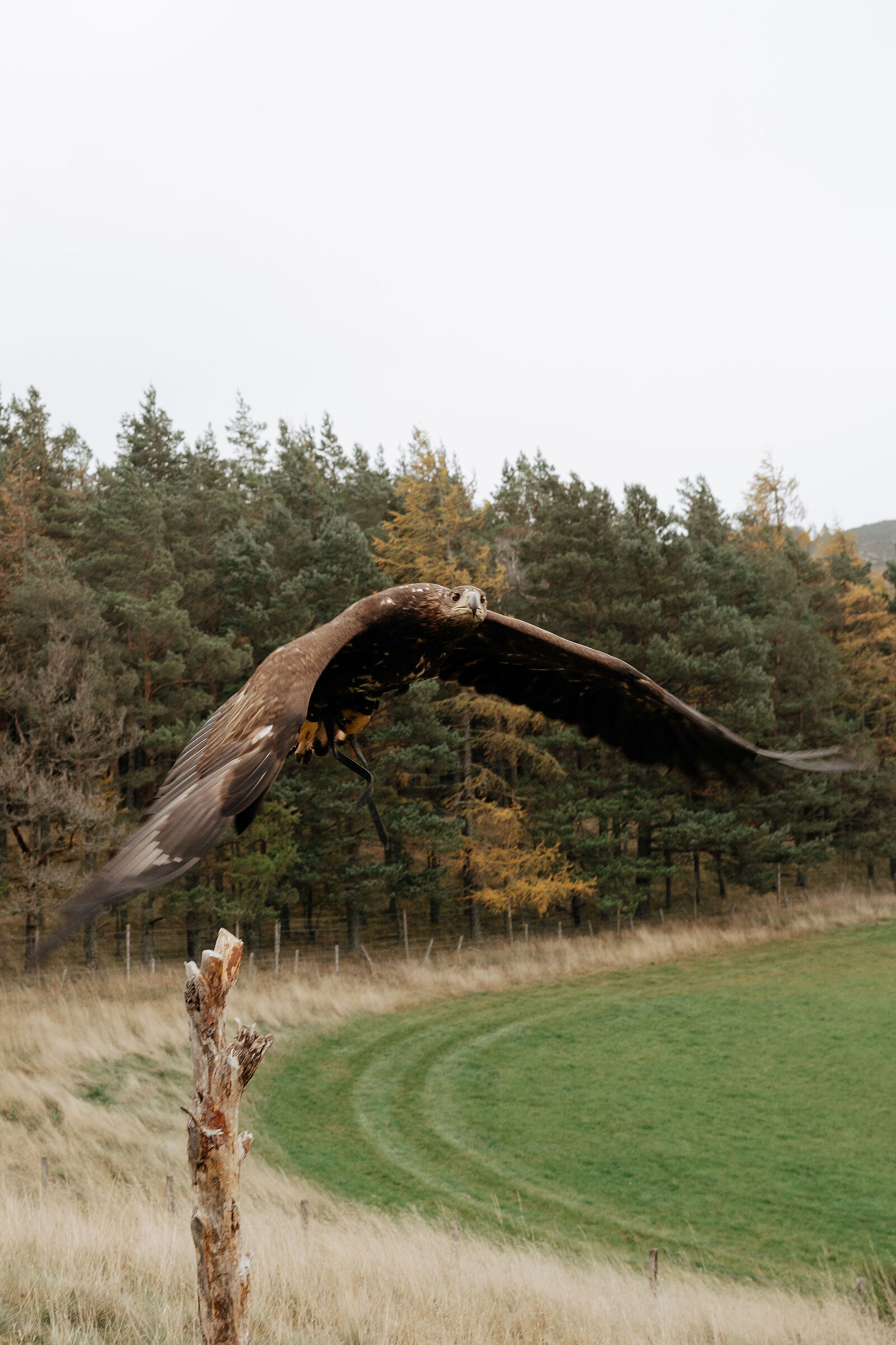 A golden eagle flies low over a fence line, wings fully spread against a backdrop of pine and larch woodland.