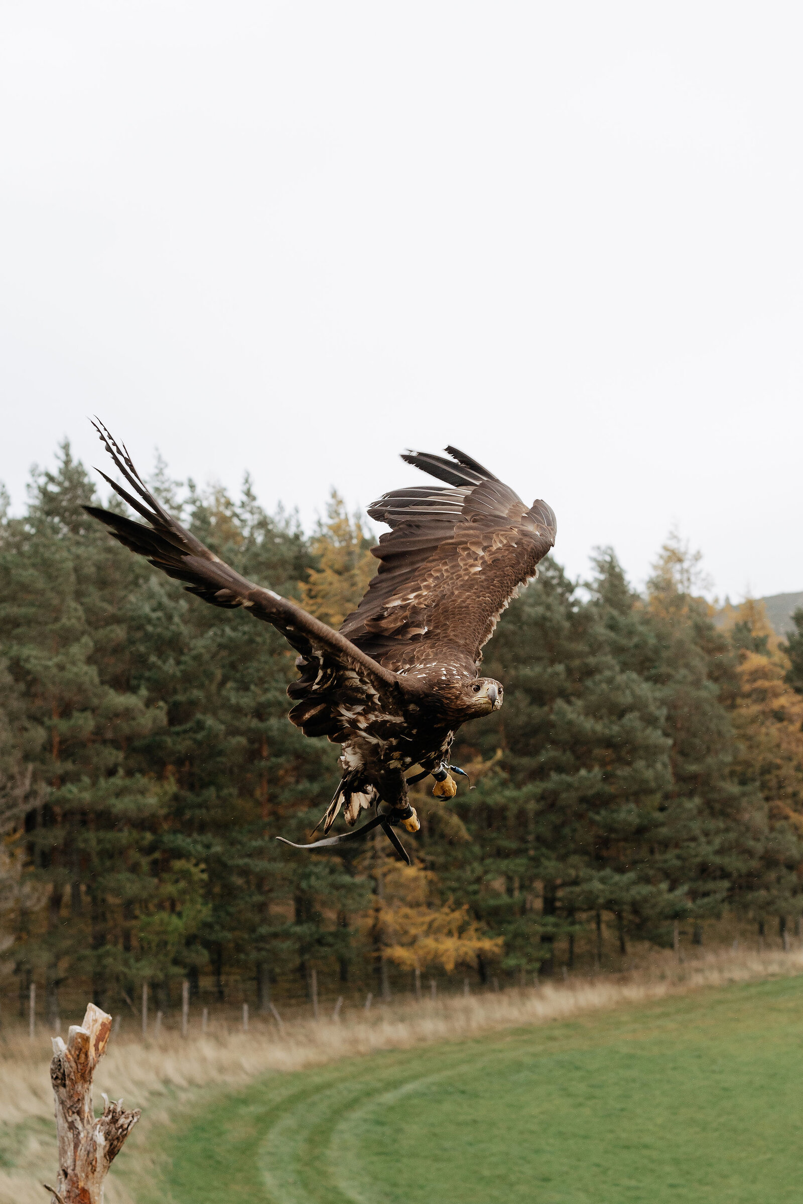 A golden eagle comes in to land, talons lowered and wings swept back against pine woodland behind.