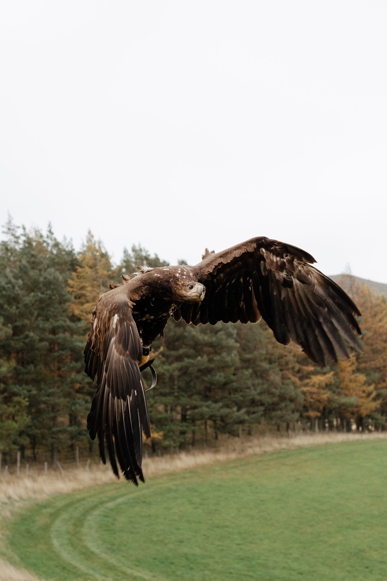 A golden eagle flies directly towards the camera, wings fully spread against pine woodland and green fields.
