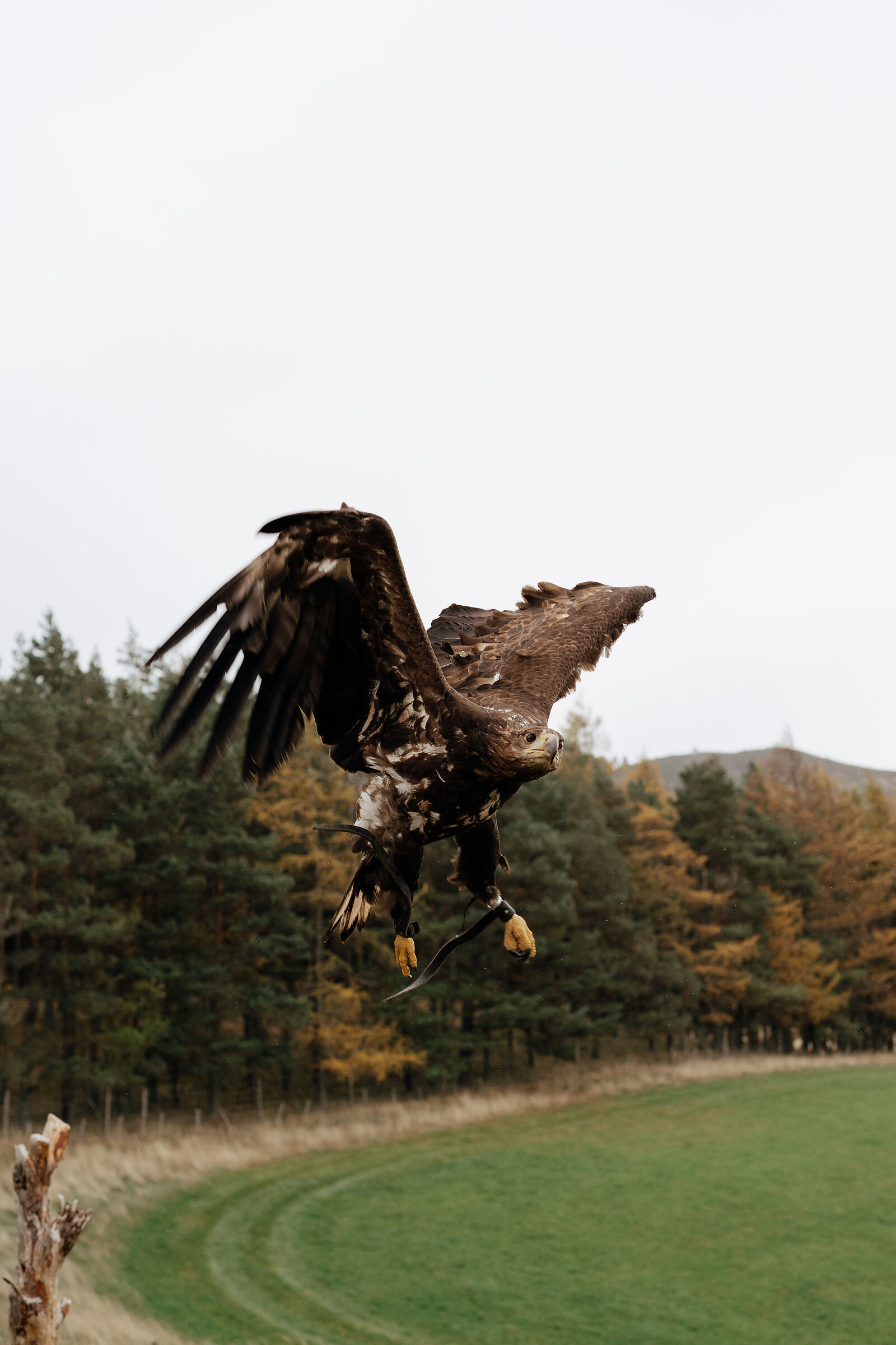 A golden eagle lands with wings raised high, talons reaching forward against a backdrop of autumn pine and larch.