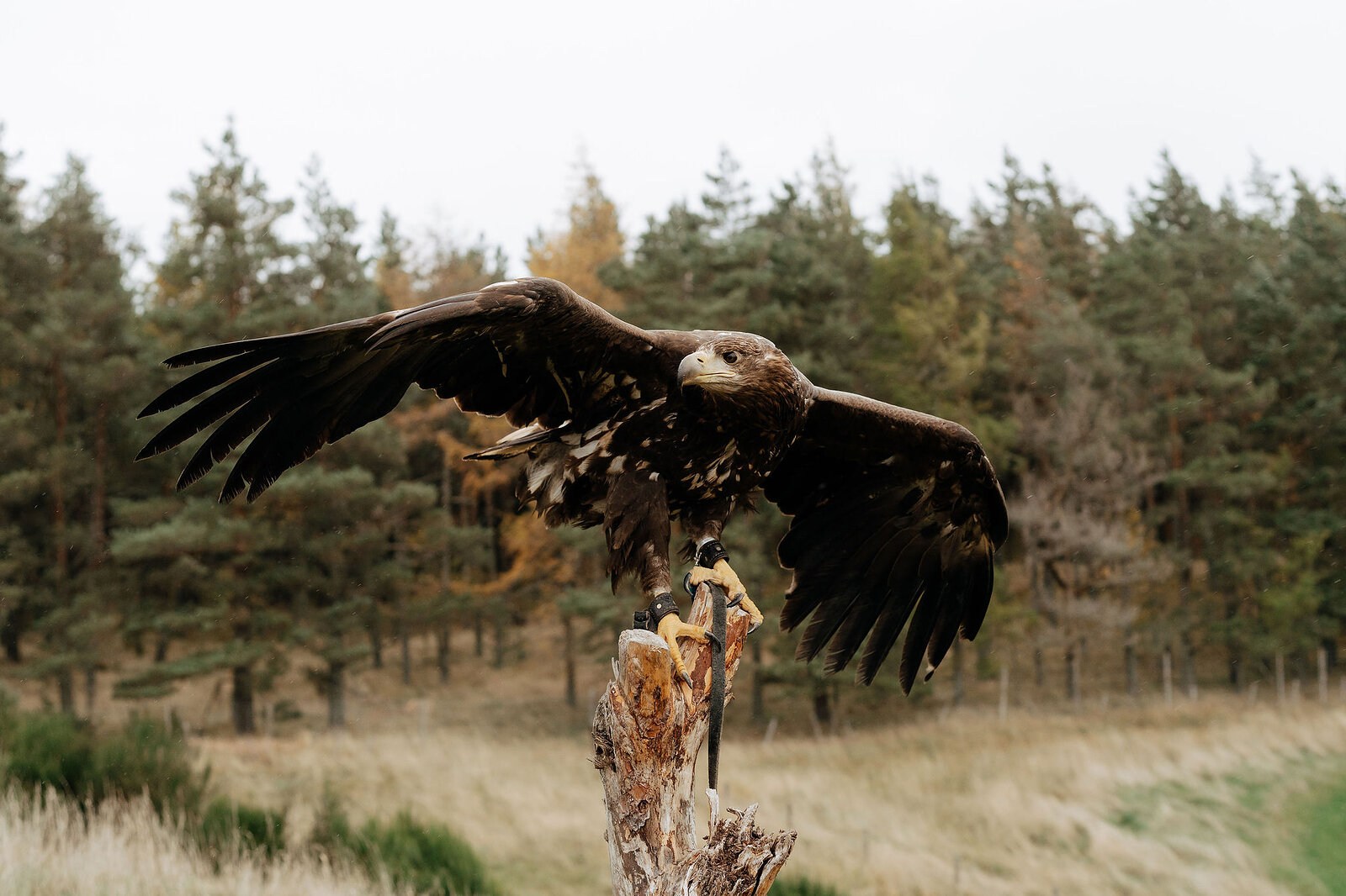 A golden eagle lands with wings fully spread, talons gripping a wooden perch against a backdrop of pine forest.