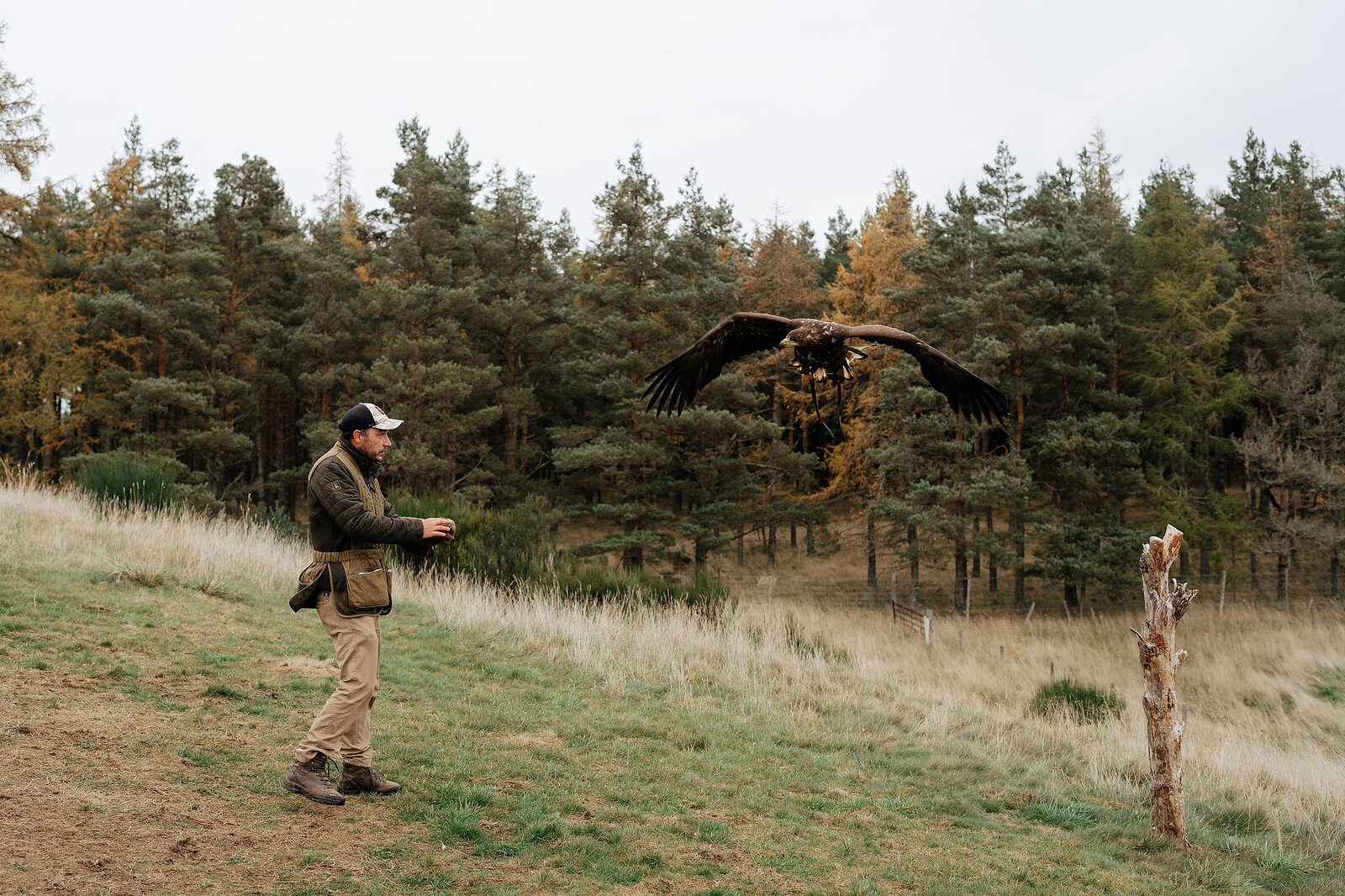A falconer releases a golden eagle into flight on open moorland, pine woodland rising behind.