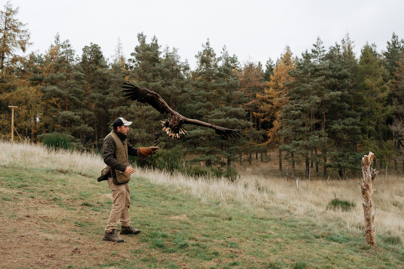 A falconer releases a golden eagle into flight on open moorland, autumn larch and pine woodland behind.