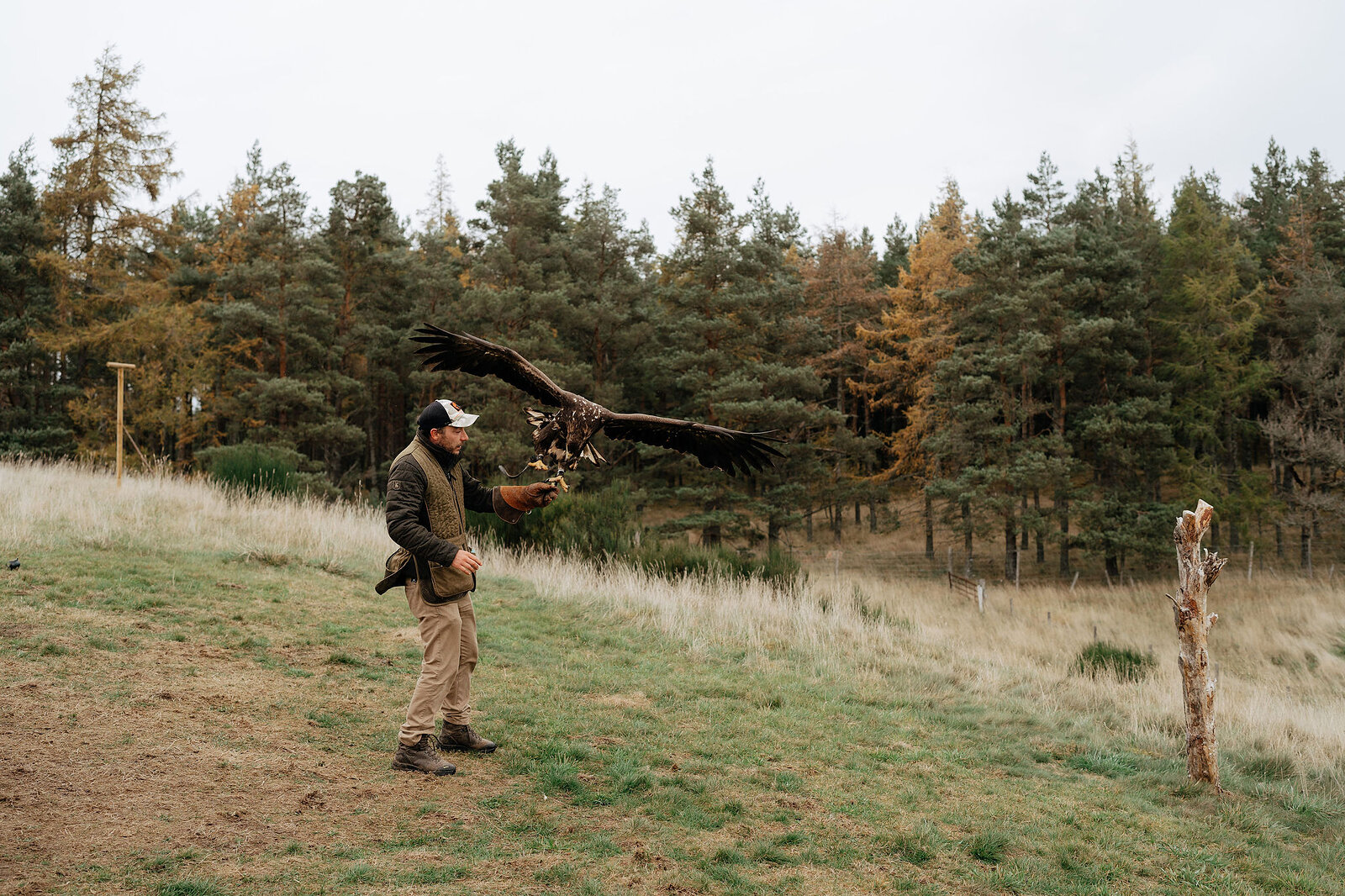 A falconer releases a golden eagle into flight on open moorland, pine and larch woodland behind.