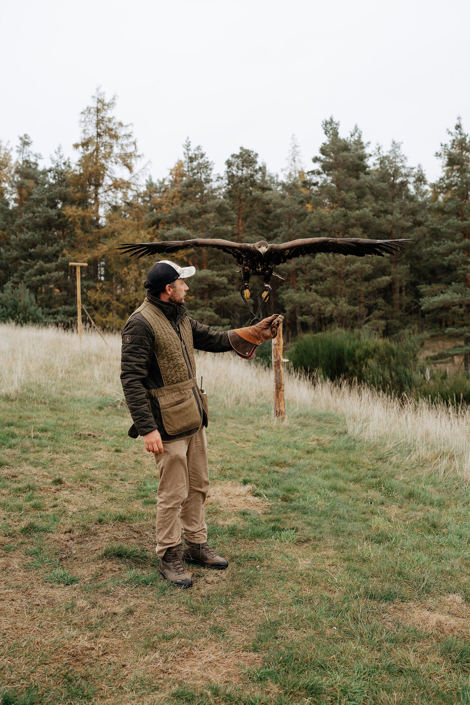 A falconer holds out a gloved hand as a golden eagle lands, wings still raised against pine woodland behind.