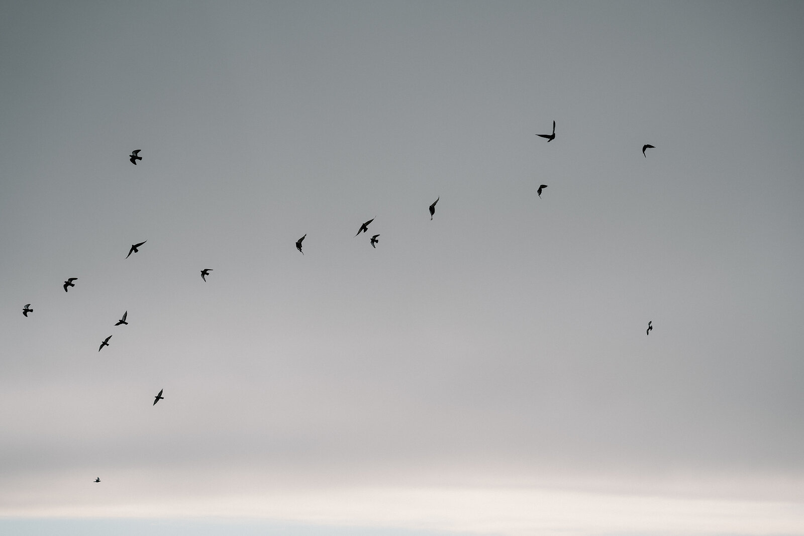 A loose flock of small birds wheels across a plain grey sky.