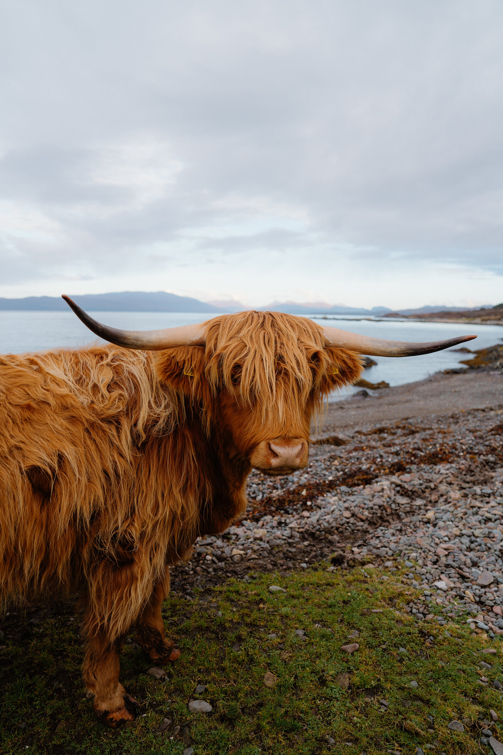 A shaggy Highland cow with long curved horns stands on a pebble shore, calm sea and distant hills behind.