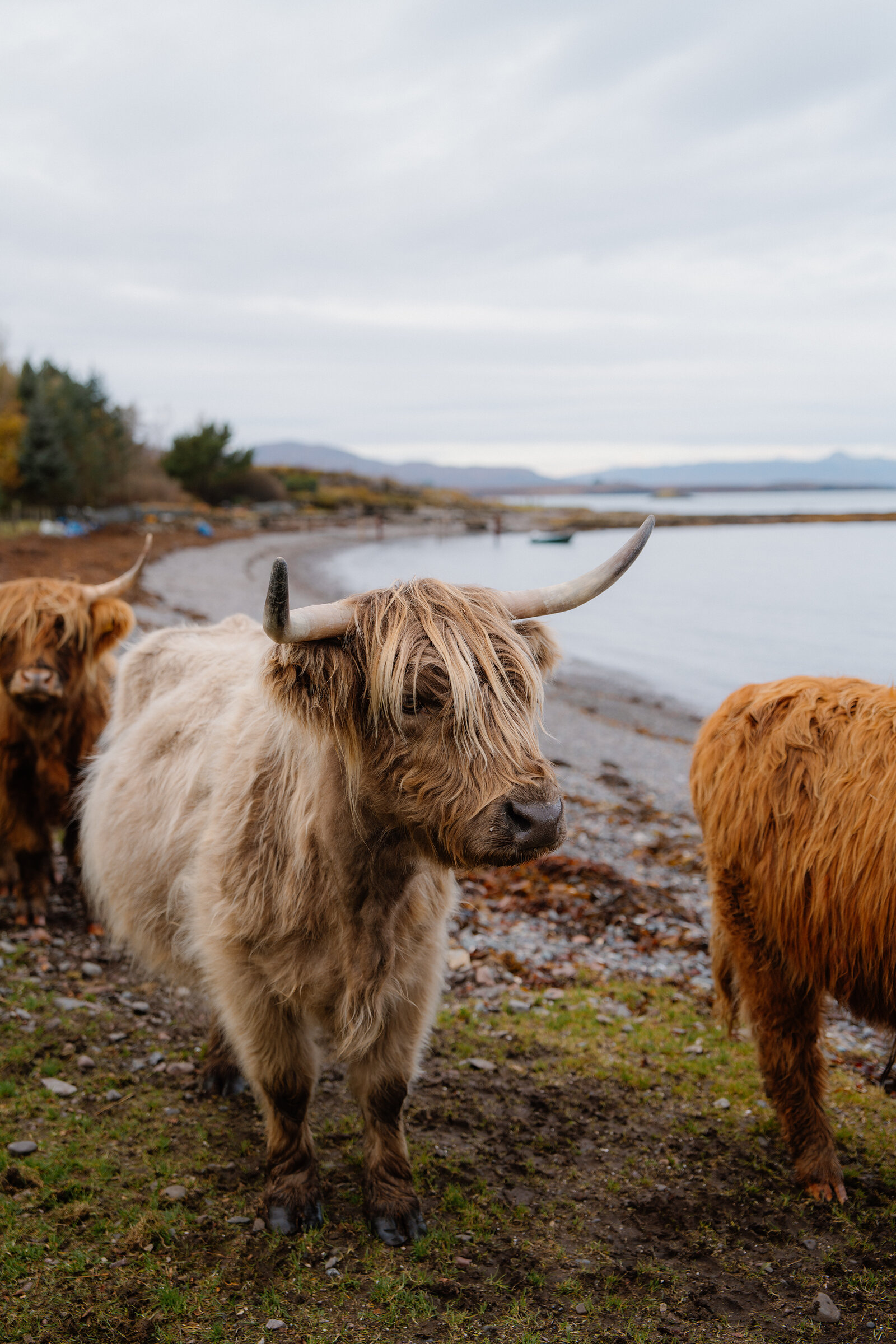 Highland cattle with shaggy coats and long horns graze on a pebble shore, calm sea and distant hills stretching behind.