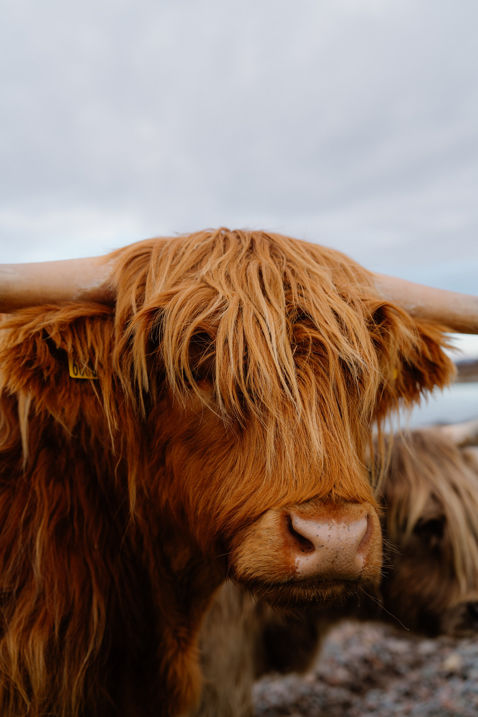 A shaggy Highland cow's face fills the frame, its long curved horns and thick fringe catching the light, another cow visible behind.
