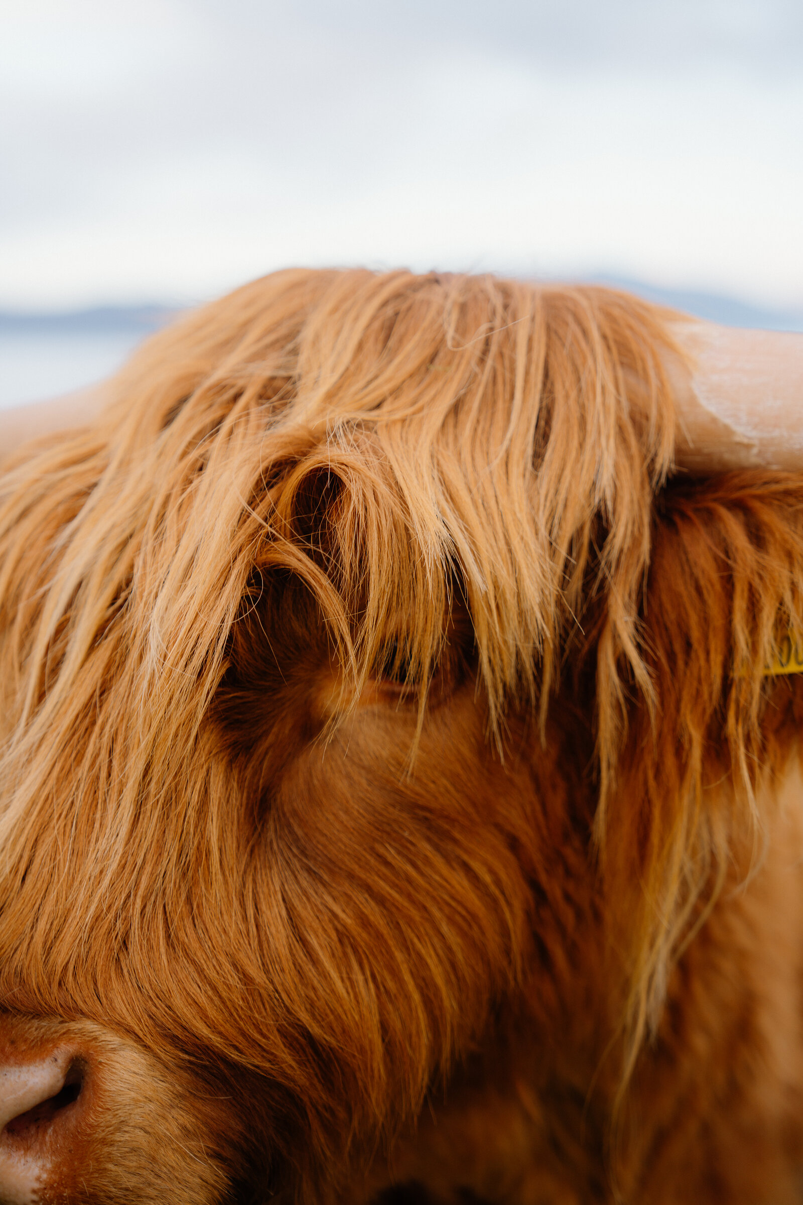 A Highland cow's shaggy ginger fringe falls over its eyes, its face filling the frame against a hazy background.