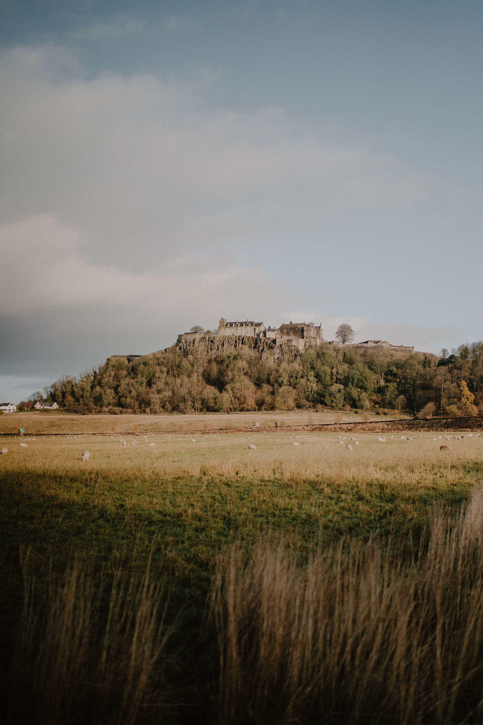 A ruined castle crowns a wooded hill above open farmland, sheep grazing in the grass and tall reeds framing the foreground.