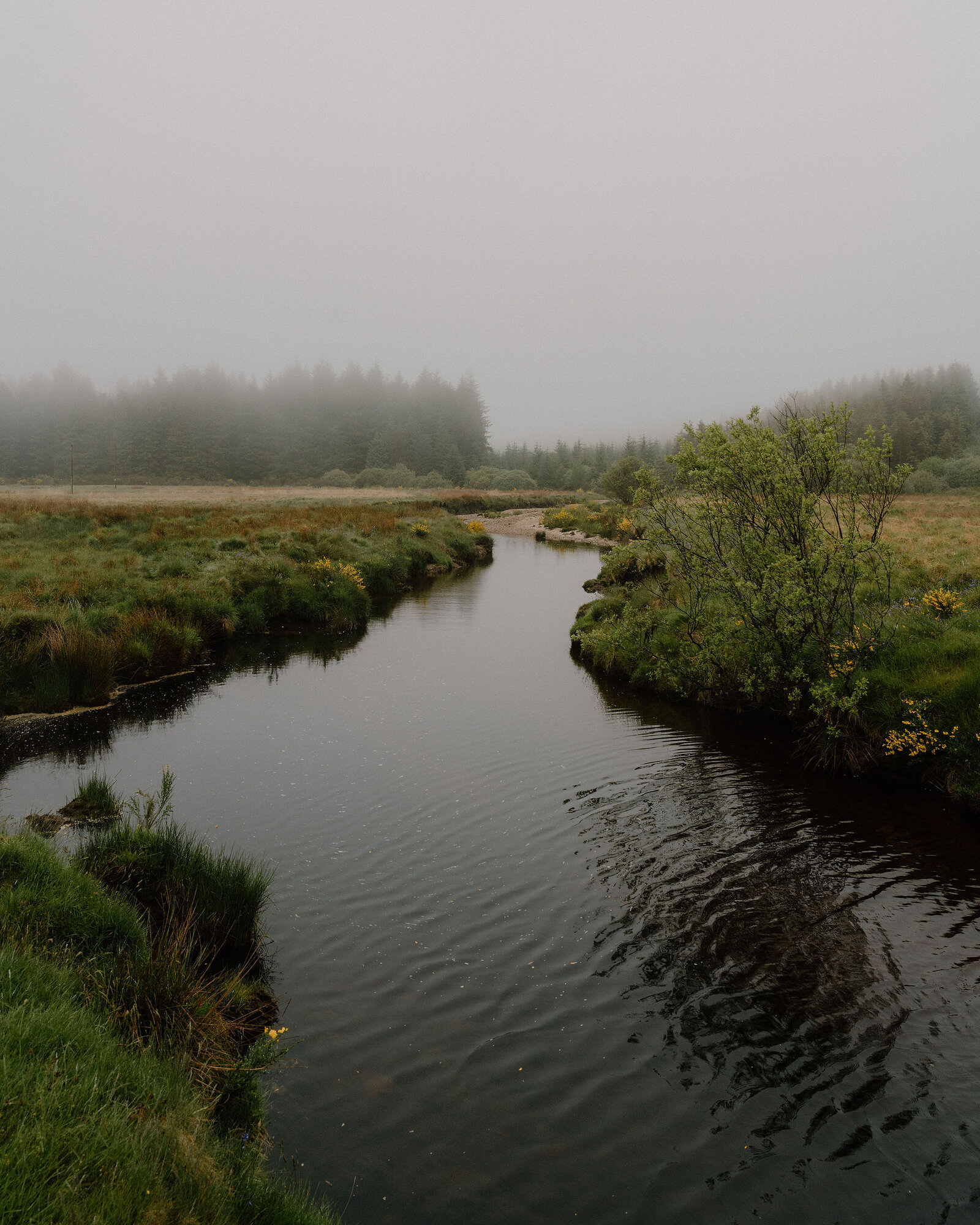 A dark stream winds between grassy banks with gorse in yellow flower, pine woodland fading into mist behind it.