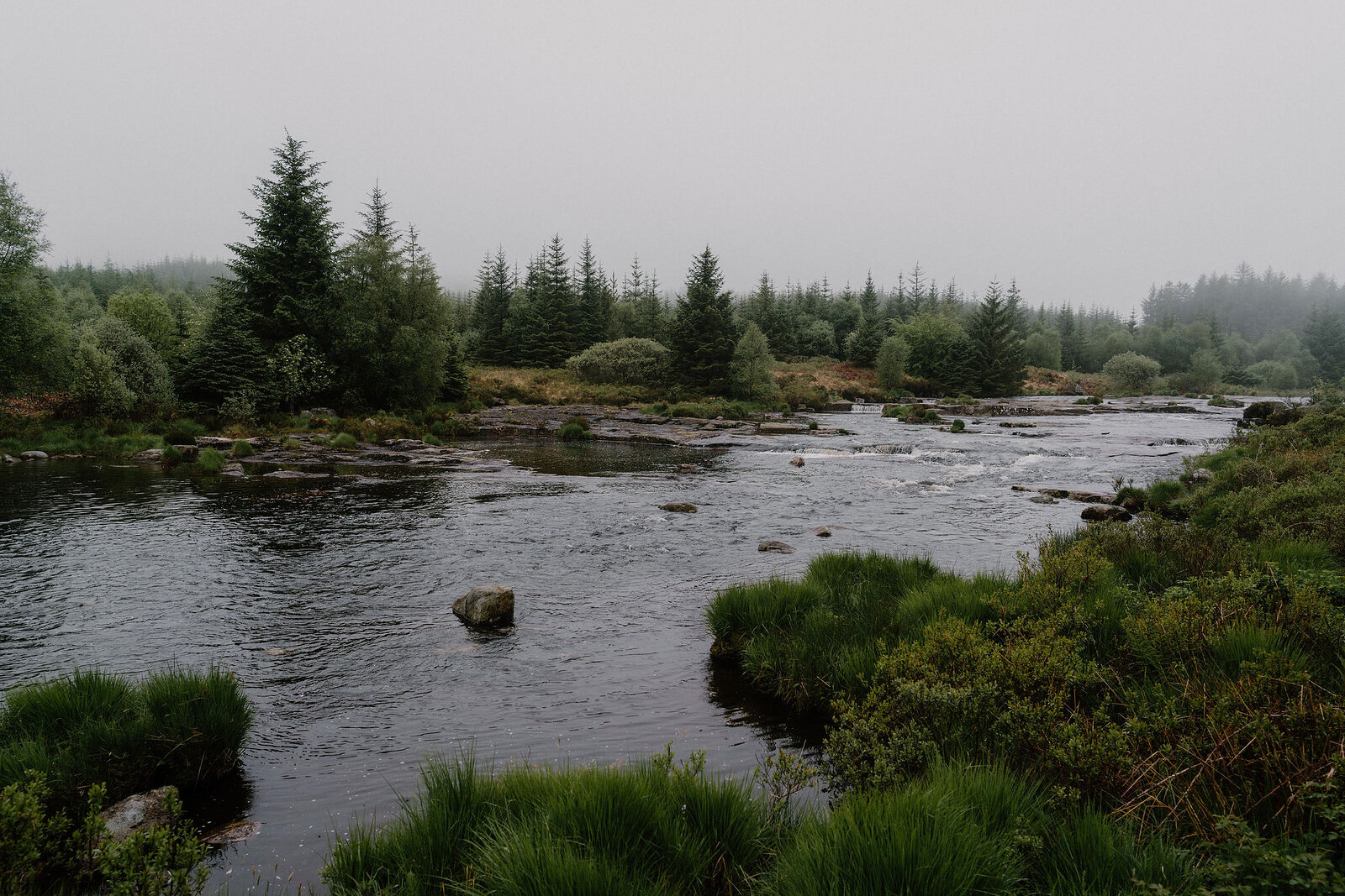 A river winds through a misty pine forest, rocks breaking the surface and reeds growing along the bank.