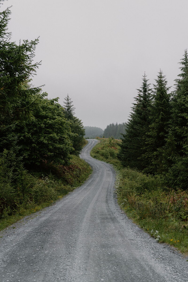 A gravel road curves through a dense conifer forest under a misty sky, wildflowers growing at the verge.