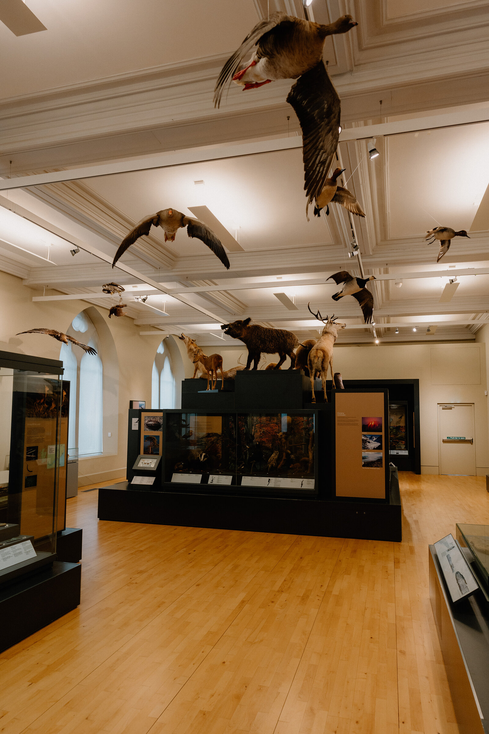 Taxidermy geese hang in flight from the ceiling above a display case of a deer and wolf, glass cabinets and information panels lining the museum floor.
