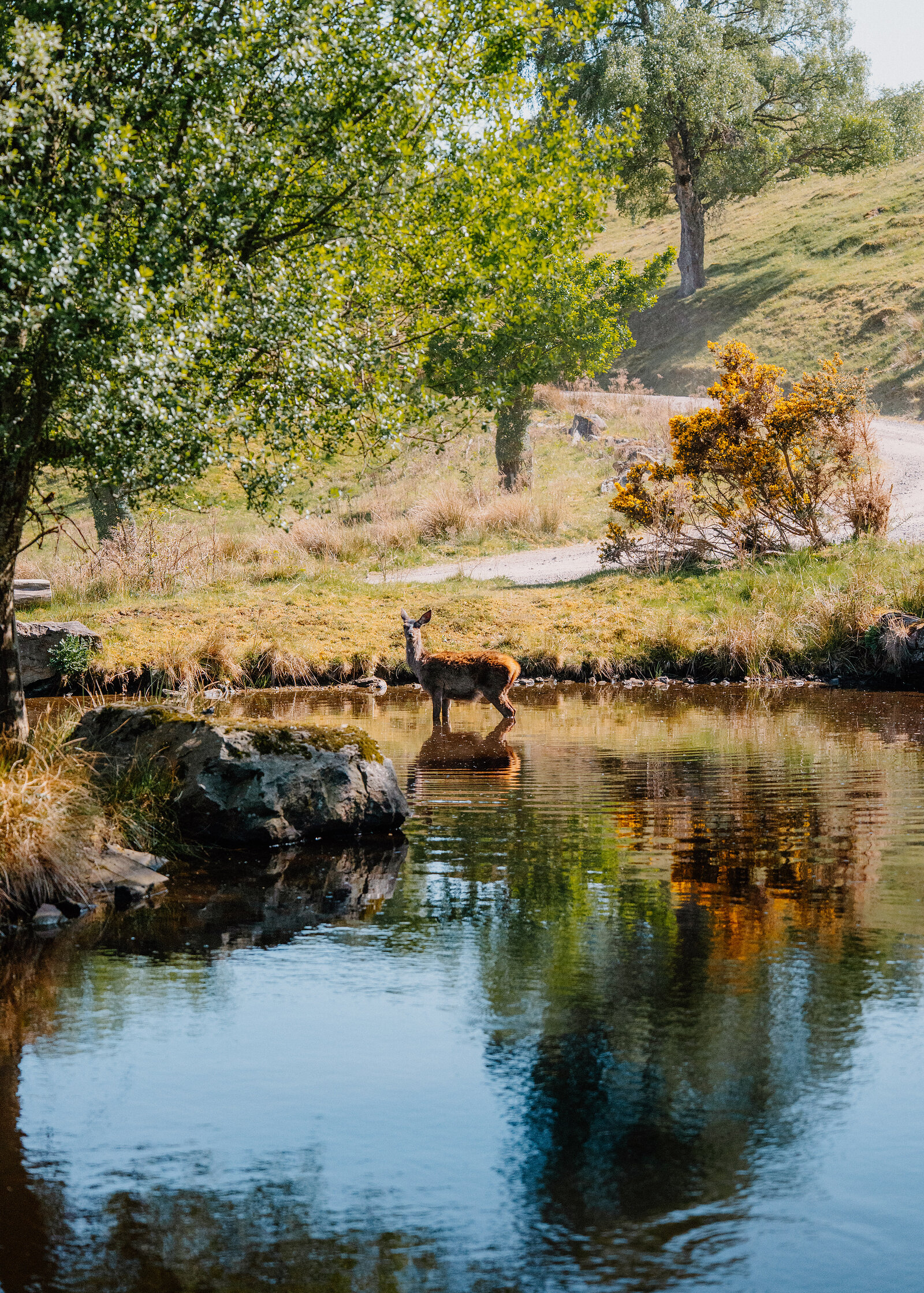 A red deer hind standing in the shallows of a still river at Eagle Brae, birches and a gorse bank reflected in the water