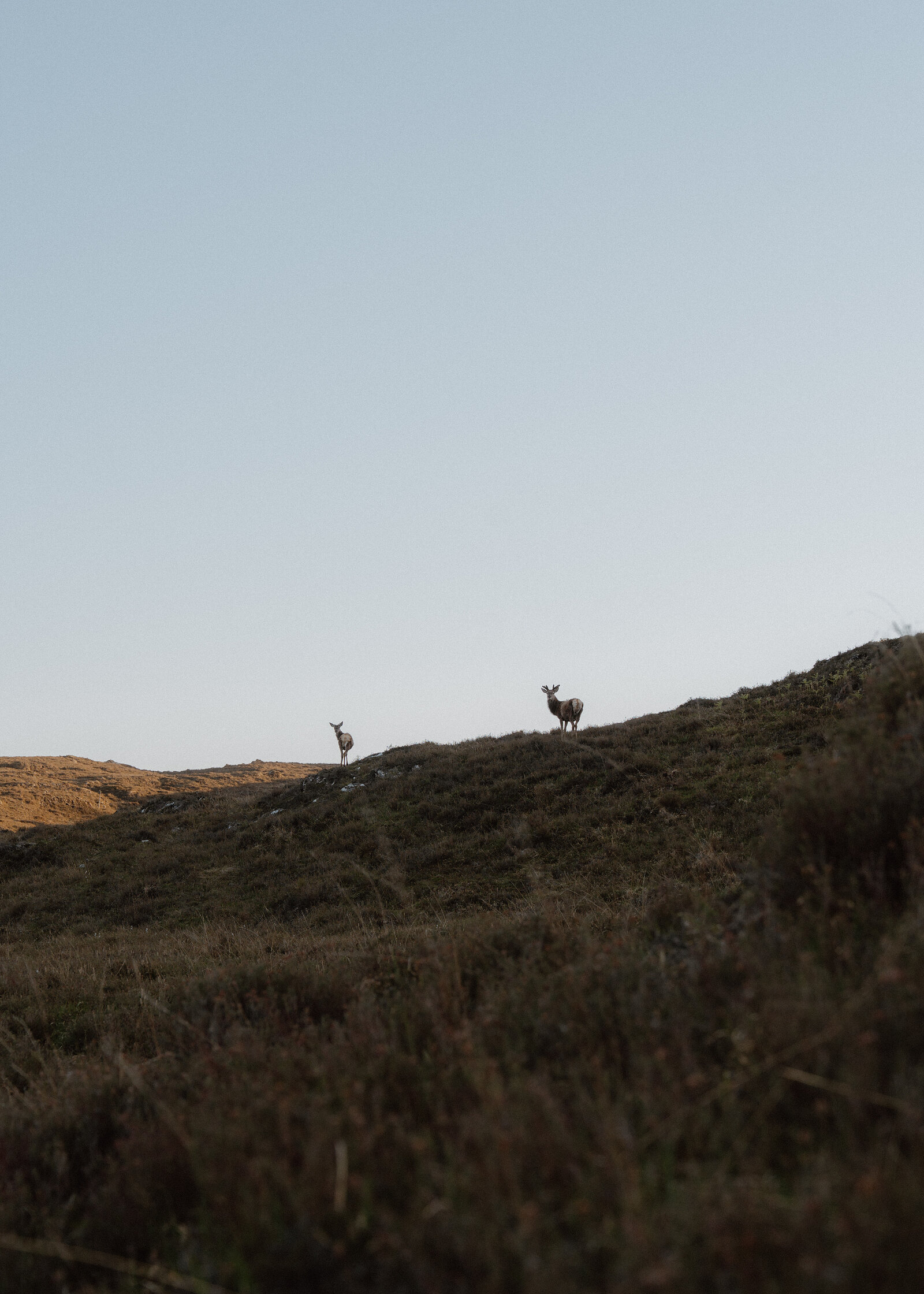 Two deer stand alert on a heather-covered ridge, silhouetted against a clear evening sky.