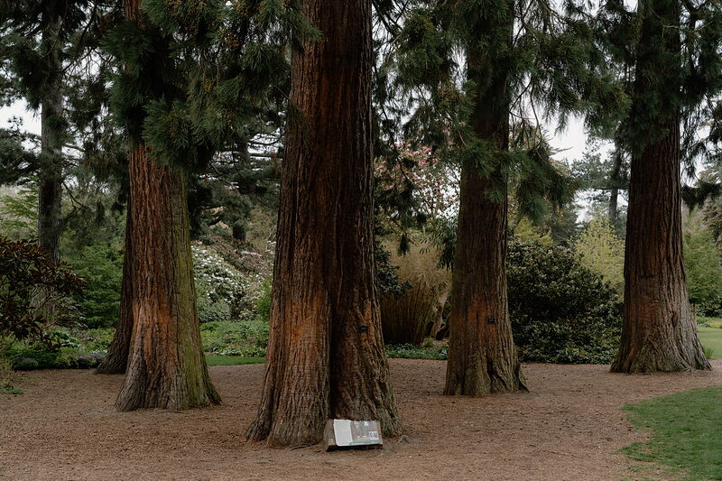 A grove of giant redwood trees with deeply furrowed reddish bark stands around a small interpretive sign on a bark-chip path.