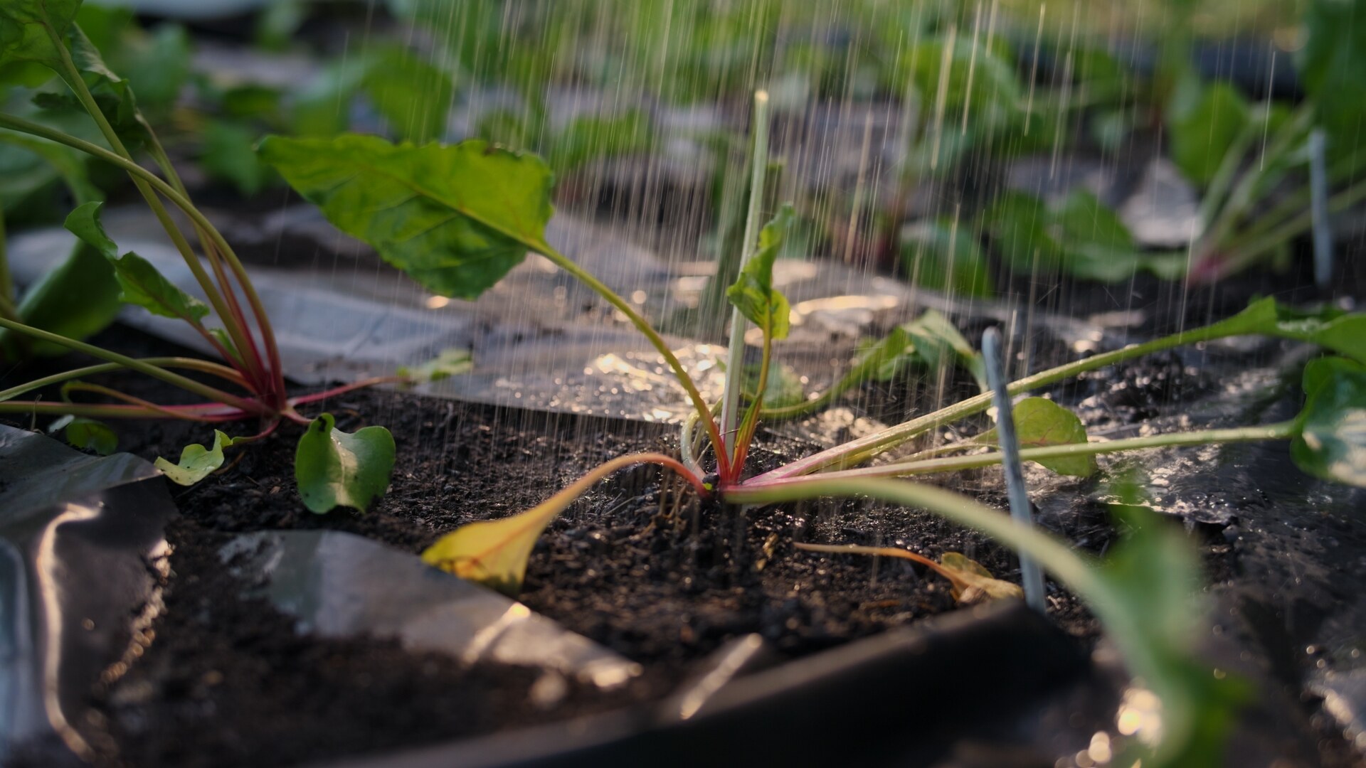 A young beetroot in dark soil, its red stems catching the water from a sprinkler.