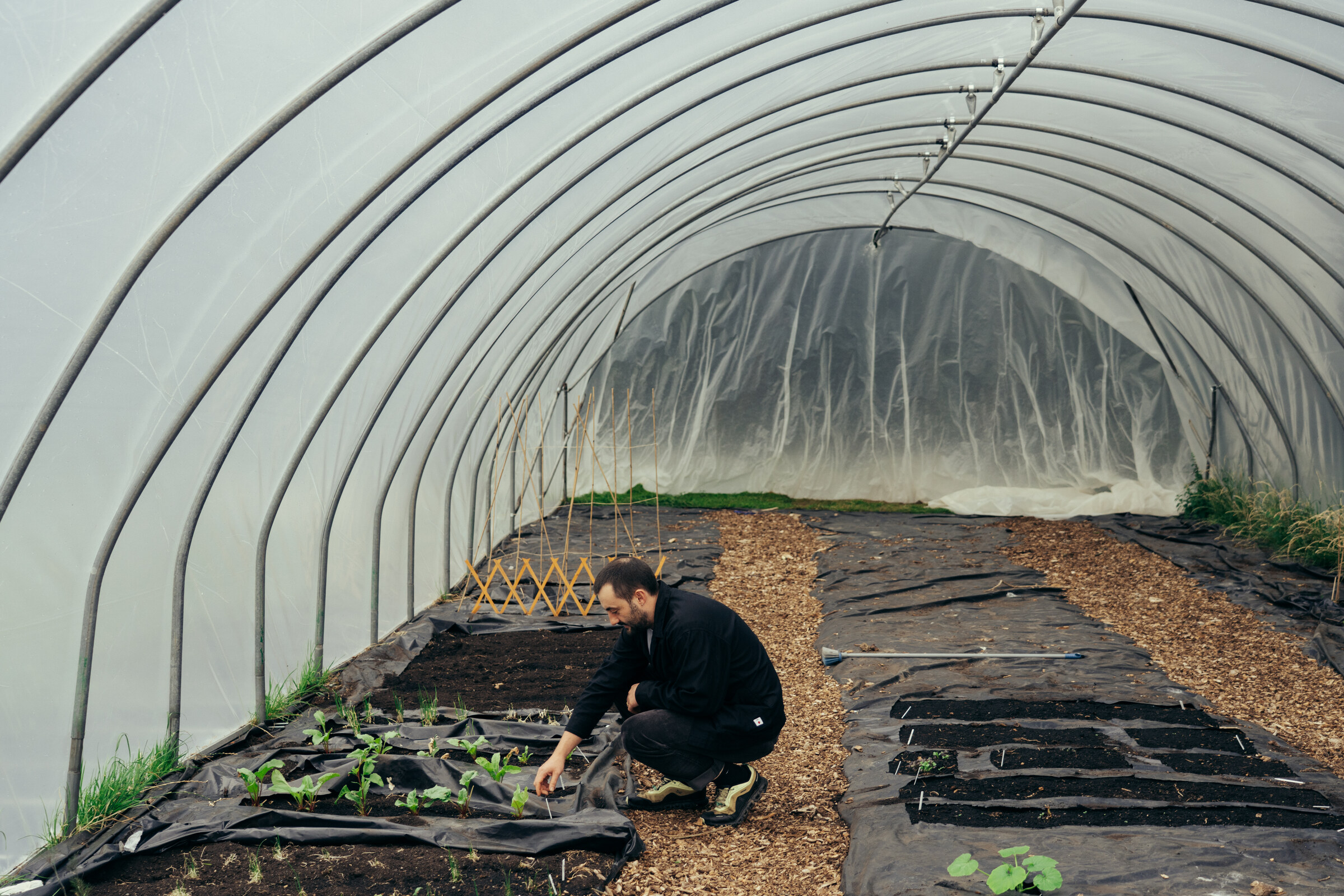 A man crouching to plant seedlings in a bed between wood-chip paths in a long polytunnel.