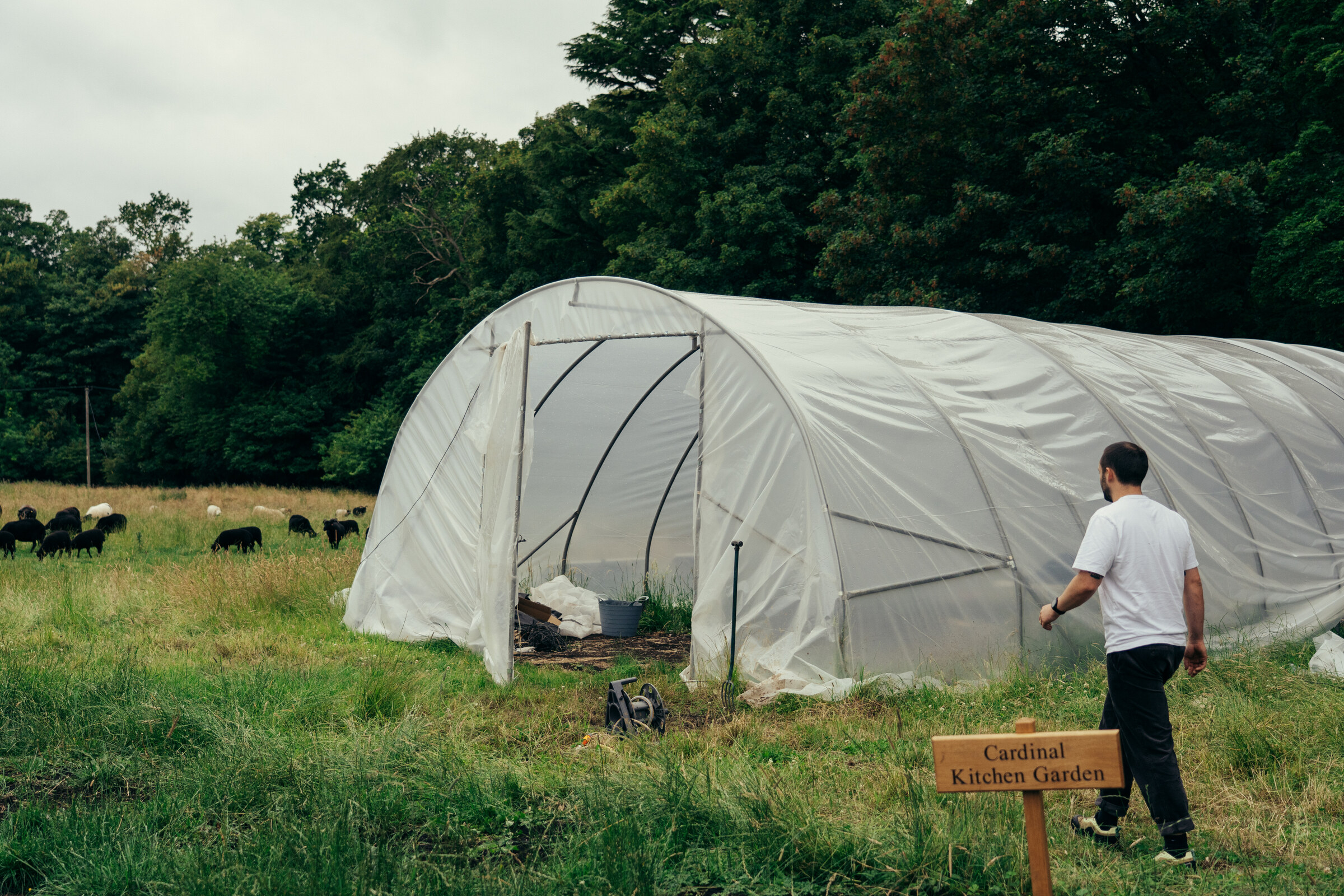 A man walking towards a polytunnel past a small wooden sign for the Cardinal Kitchen Garden, black sheep in the field behind.